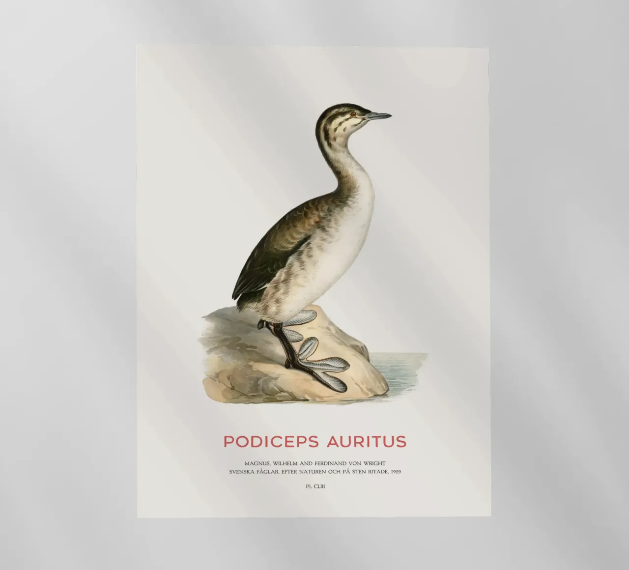 Svasso cornuto o Podiceps auritus pellicola backlit da Vintagrafica