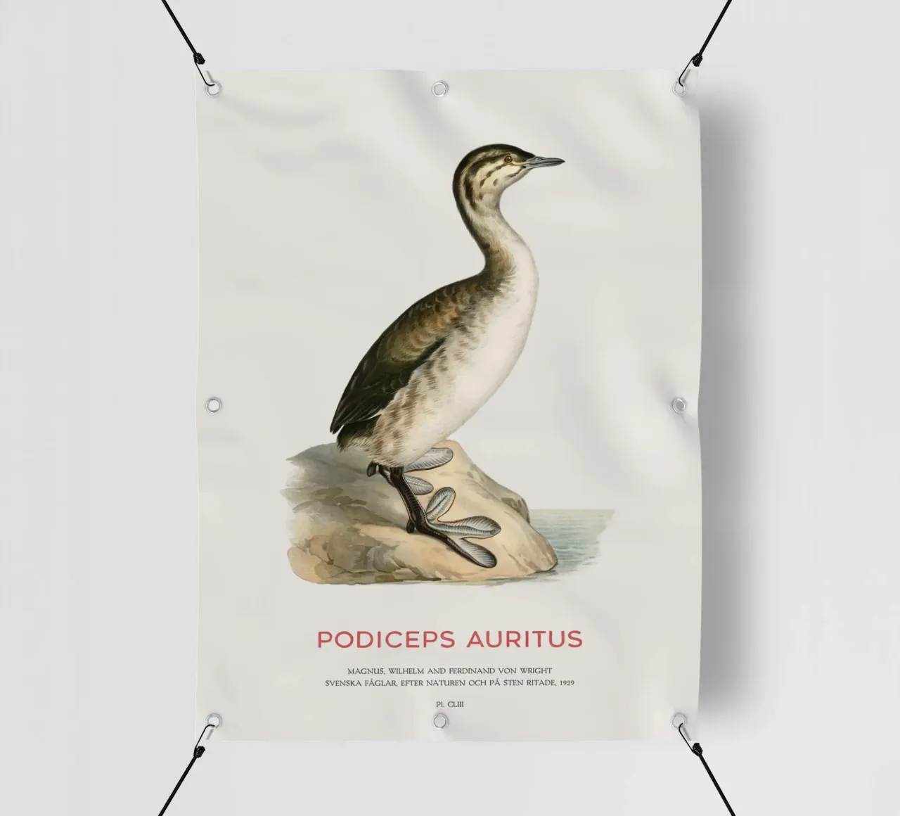 Svasso cornuto o Podiceps auritus telo in pvc da Vintagrafica