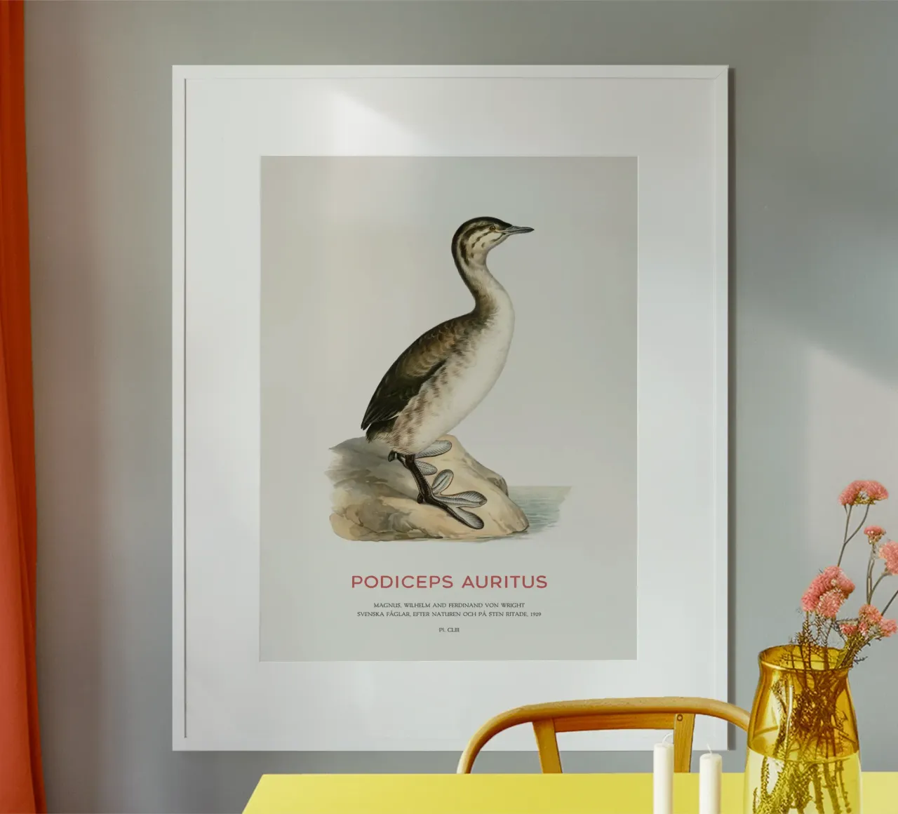 Svasso cornuto o Podiceps auritus poster da Vintagrafica