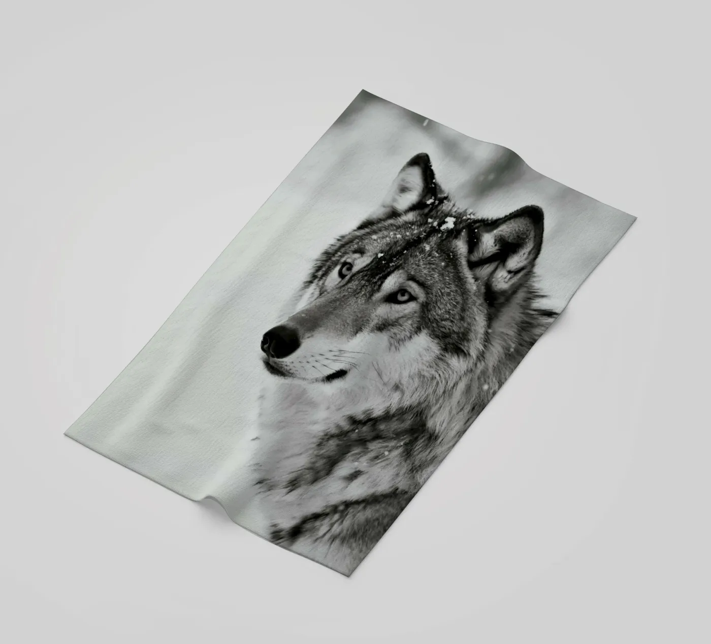 Wolf's BW telo mare da PERSIE