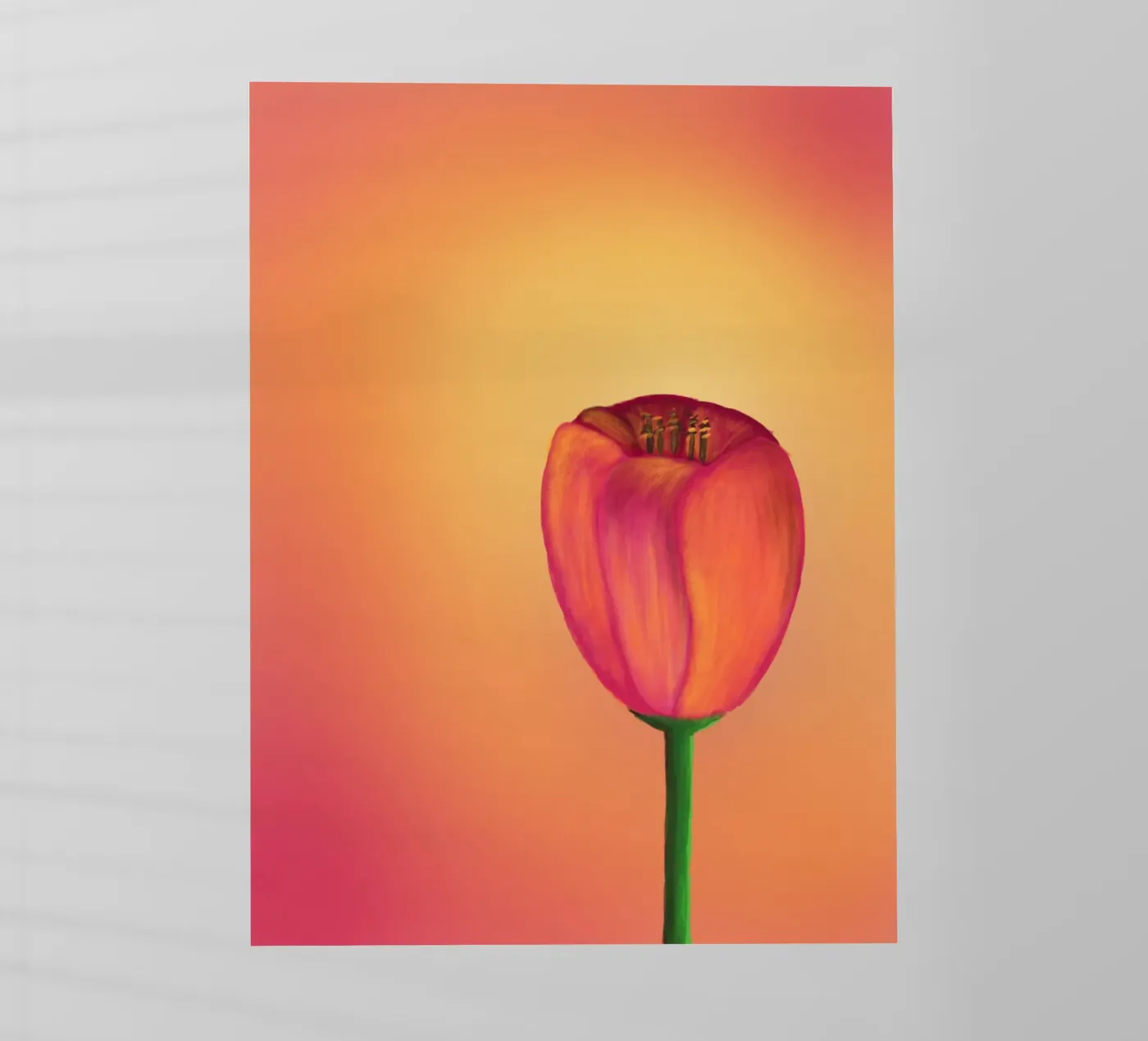 Tulip pellicola backlit da bezirossi