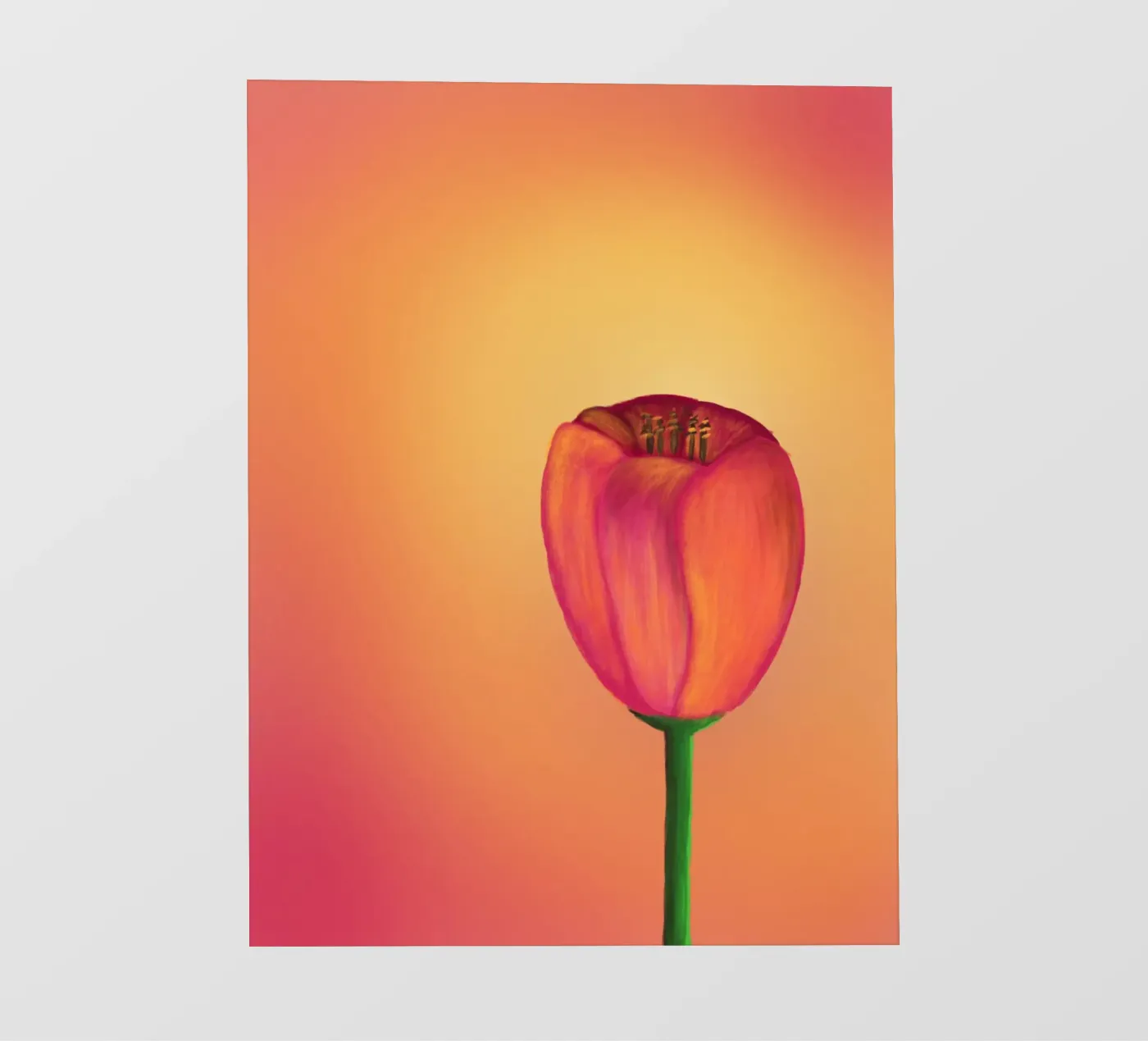 Tulip pellicola backlit da bezirossi