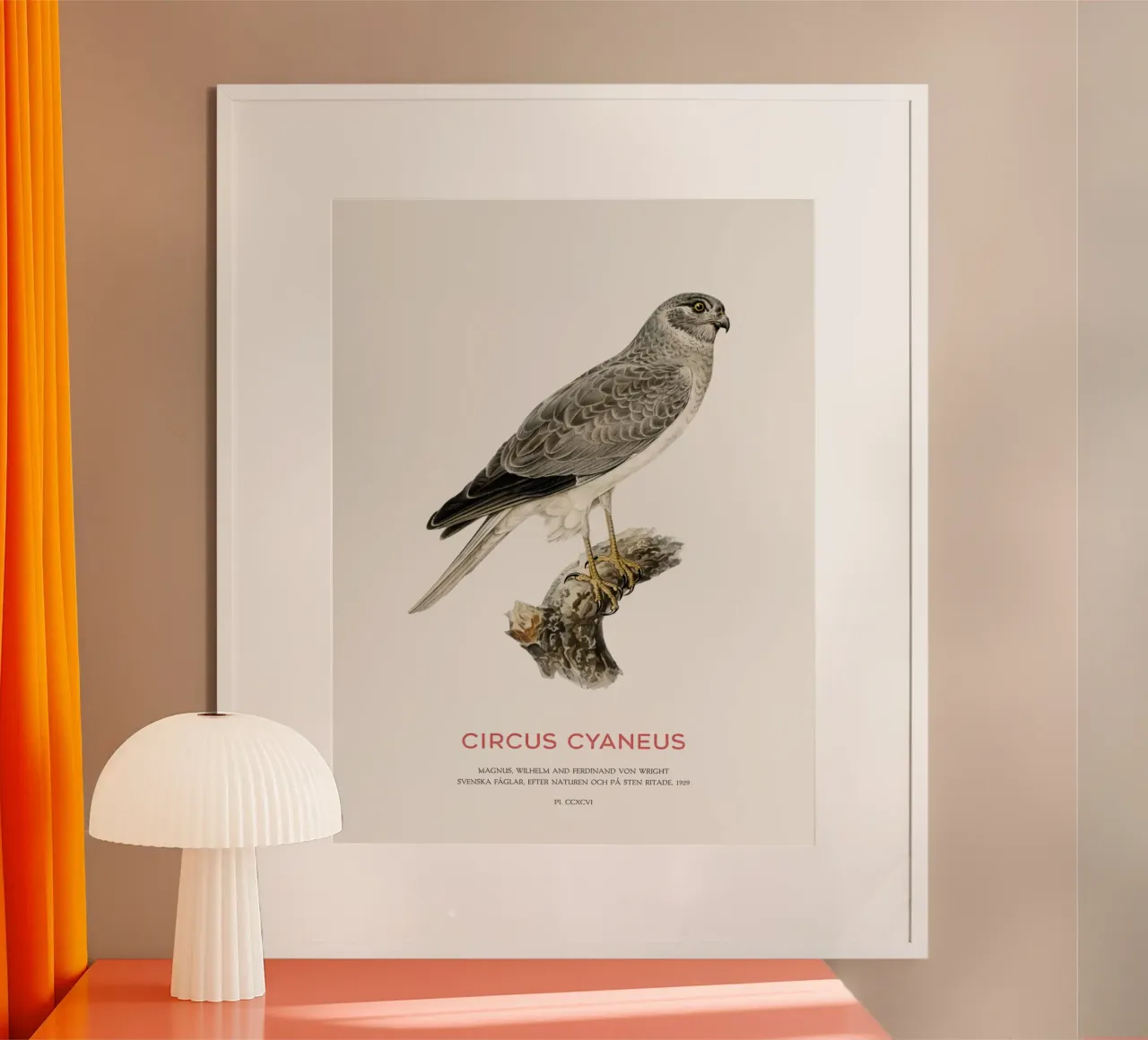 Albanella reale o Circus cyaneus poster con telaio in alluminio da Vintagrafica