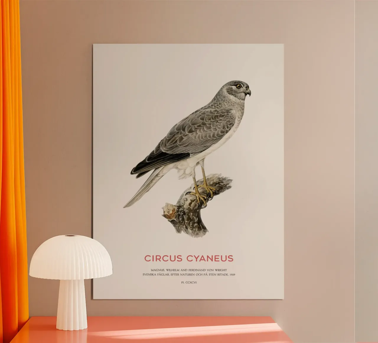 Albanella reale o Circus cyaneus poster con telaio in alluminio da Vintagrafica