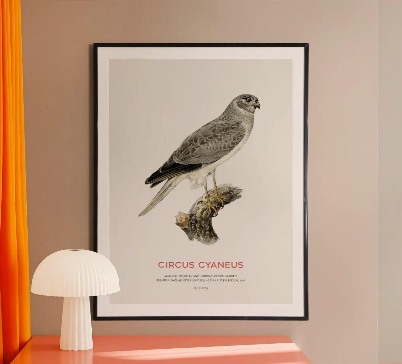 Albanella reale o Circus cyaneus poster con telaio in alluminio da Vintagrafica