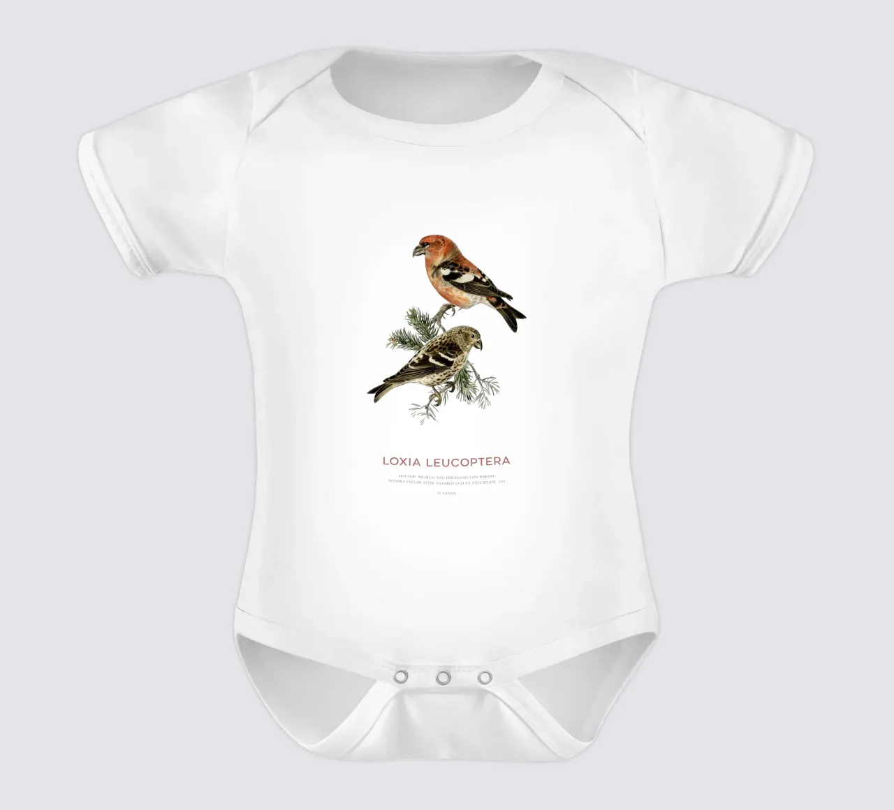 Weißflügeliger Fichtenkreuzschnabel oder Loxia leucoptera Kurzarm Babybody von Vintagrafica