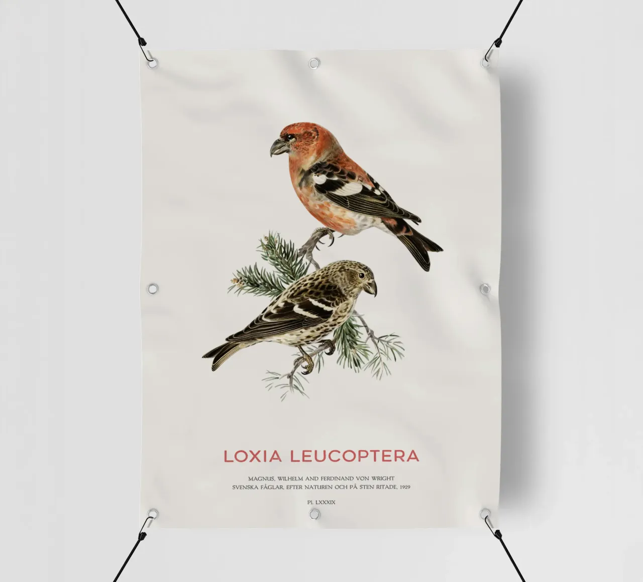 Balestruccio dalle ali bianche o Loxia leucoptera telo in pvc da Vintagrafica