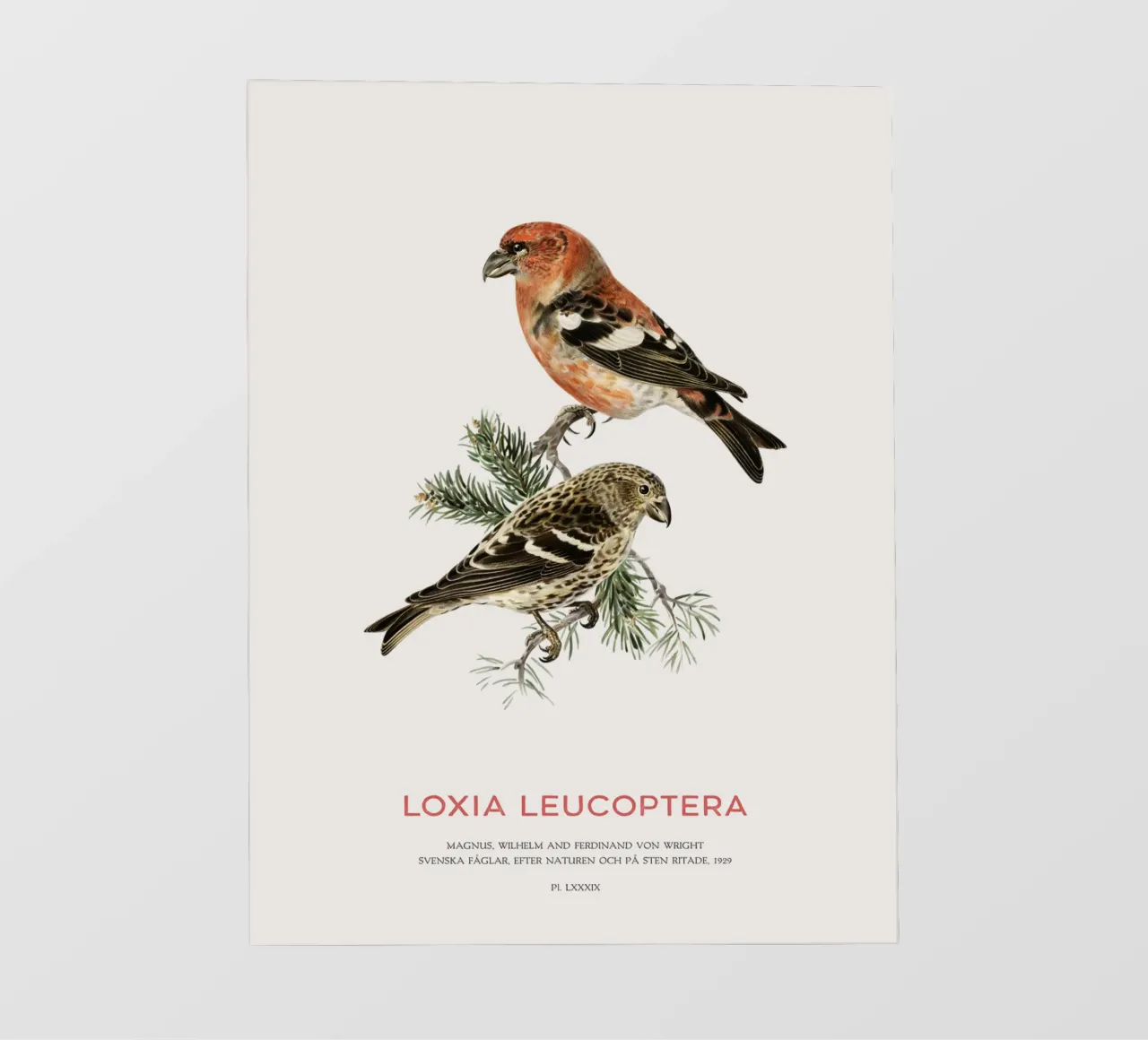 Balestruccio dalle ali bianche o Loxia leucoptera telo in pvc da Vintagrafica