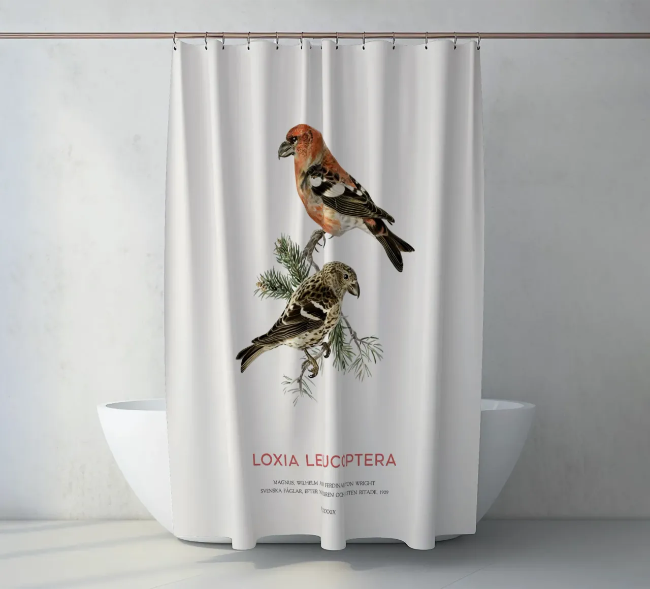 Weißflügeliger Fichtenkreuzschnabel oder Loxia leucoptera Duschvorhang von Vintagrafica