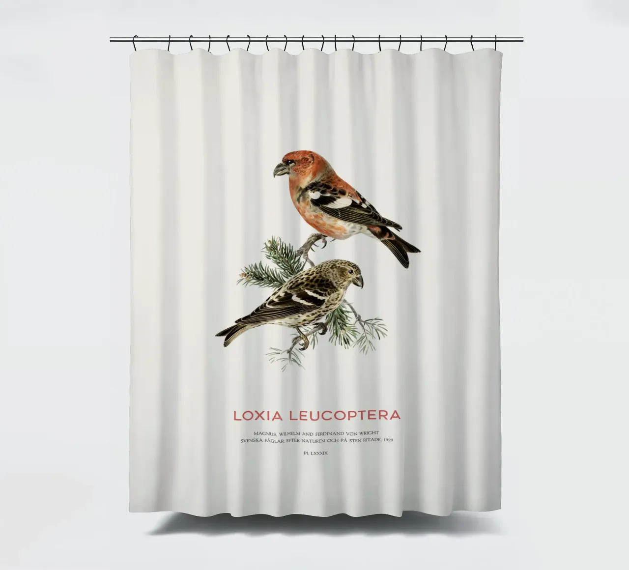 Weißflügeliger Fichtenkreuzschnabel oder Loxia leucoptera Duschvorhang von Vintagrafica
