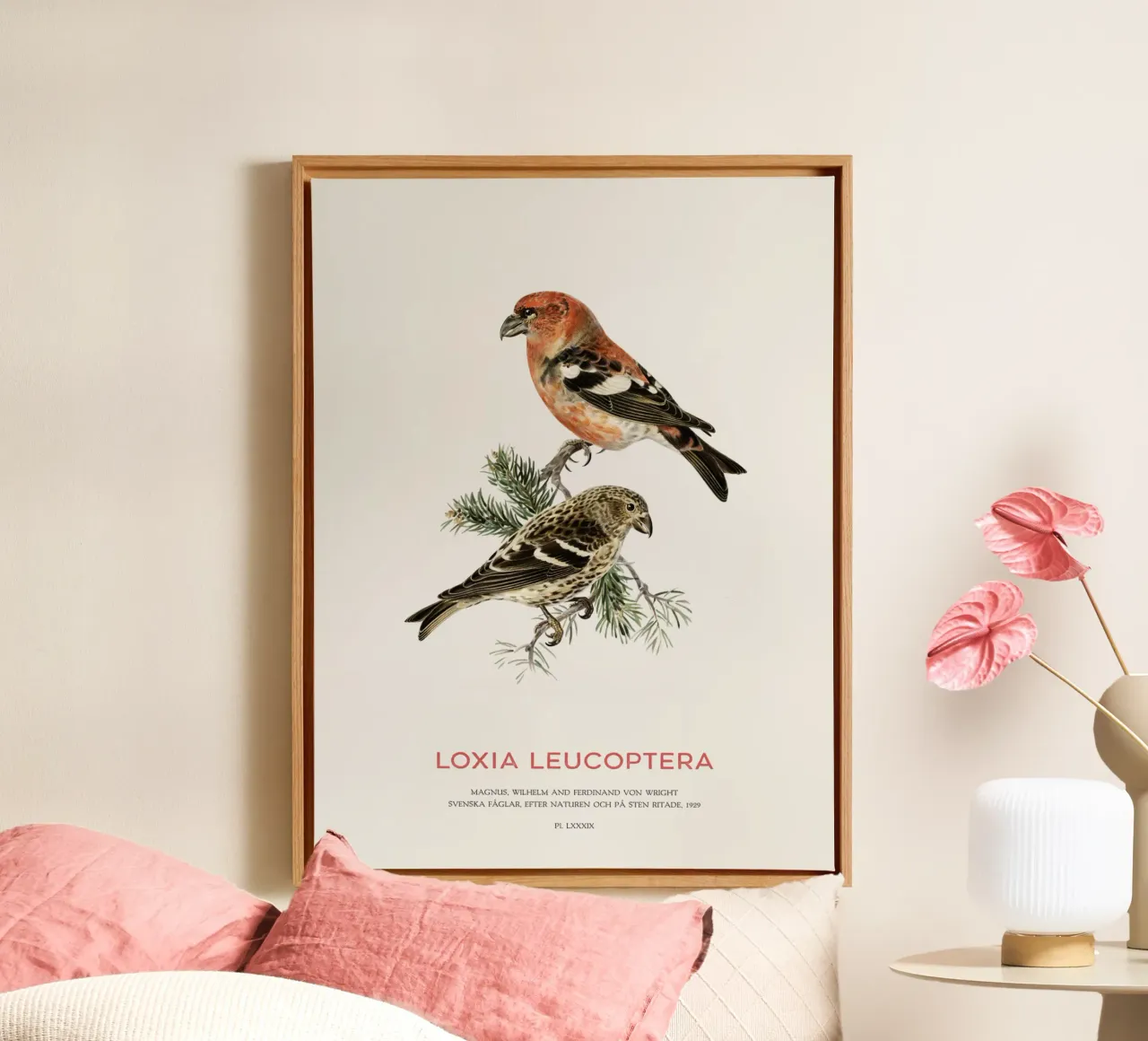 Balestruccio dalle ali bianche o Loxia leucoptera tela con Cornice a cassetta da Vintagrafica