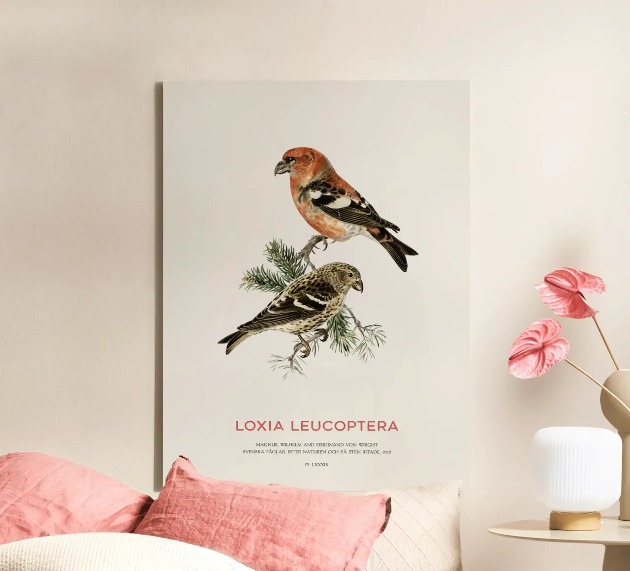 Balestruccio dalle ali bianche o Loxia leucoptera tela con Cornice a cassetta da Vintagrafica
