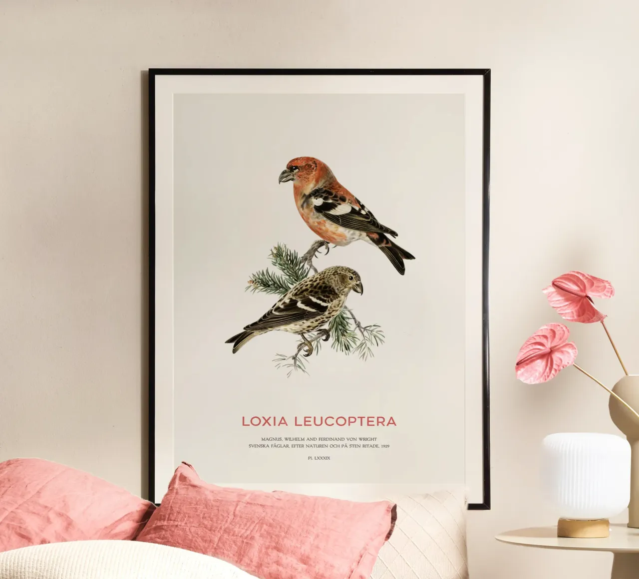 Weißflügeliger Fichtenkreuzschnabel oder Loxia leucoptera Hahnemühle von Vintagrafica