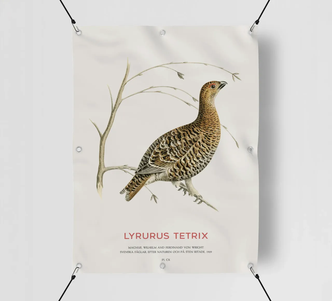 Fagiano di monte o Lyrurus tetrix telo in pvc da Vintagrafica