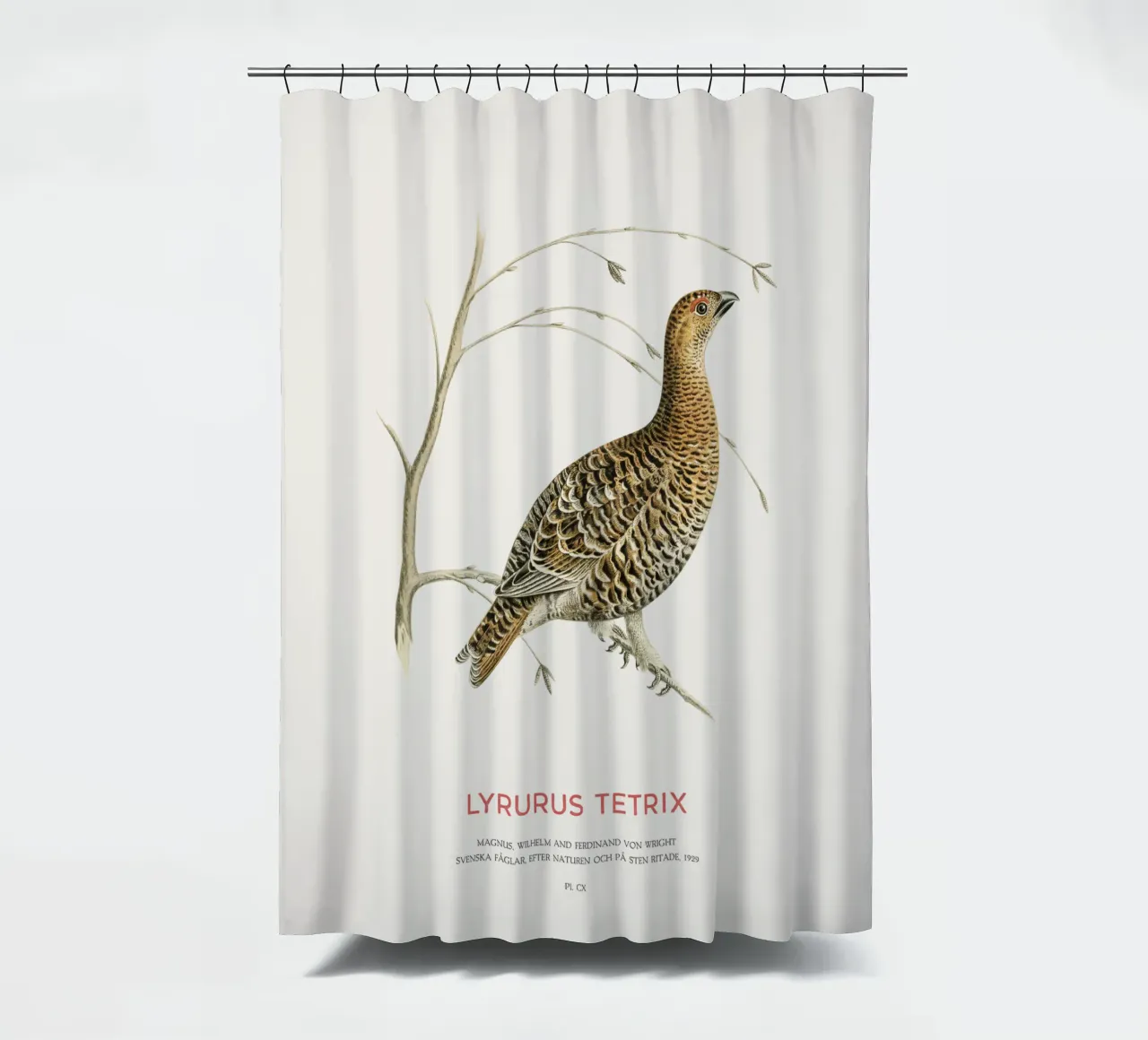 Birkhahn oder Lyrurus tetrix Duschvorhang von Vintagrafica
