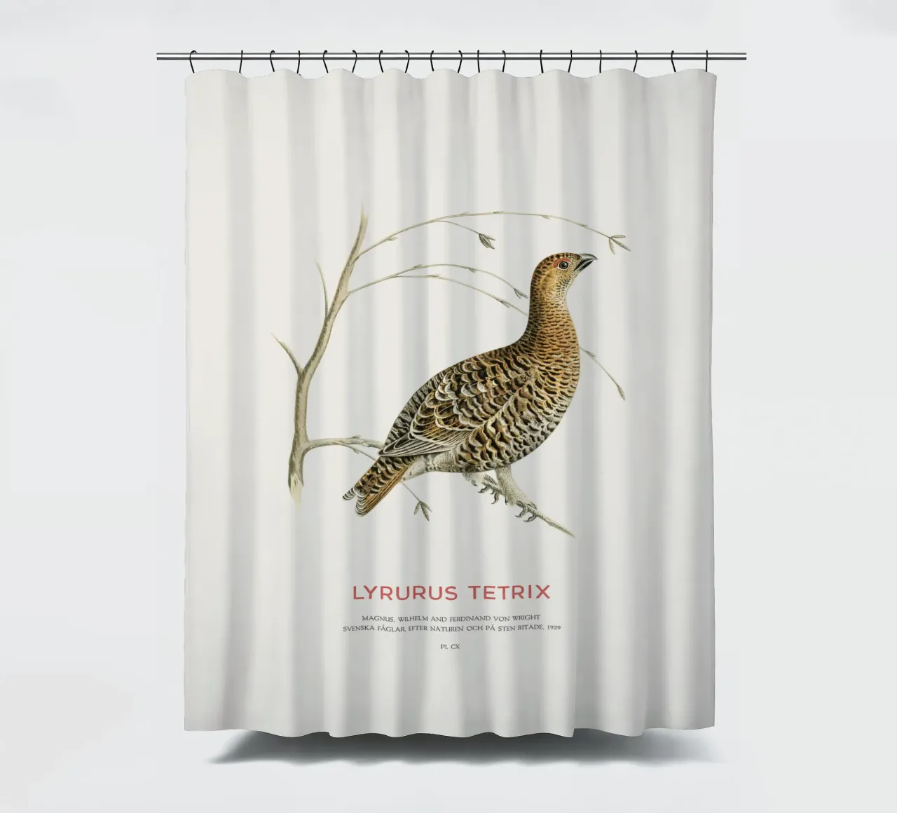 Birkhahn oder Lyrurus tetrix Duschvorhang von Vintagrafica