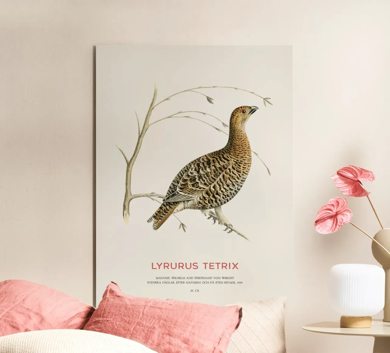 Birkhahn oder Lyrurus tetrix Alu-Dibond von Vintagrafica