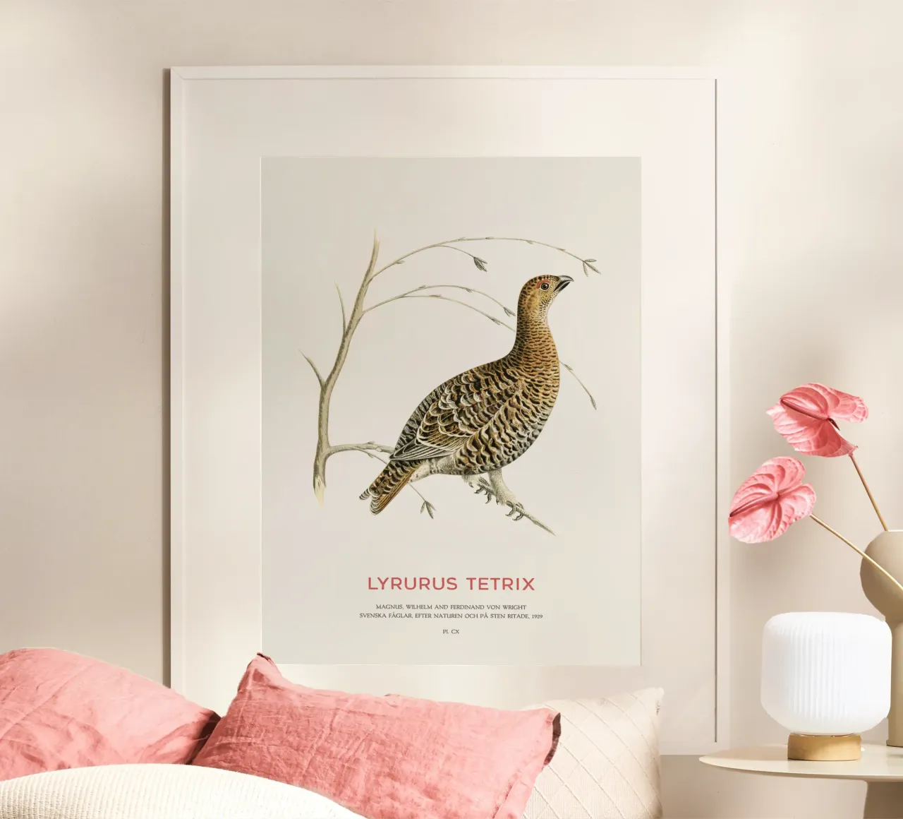 Birkhahn oder Lyrurus tetrix Hahnemühle von Vintagrafica