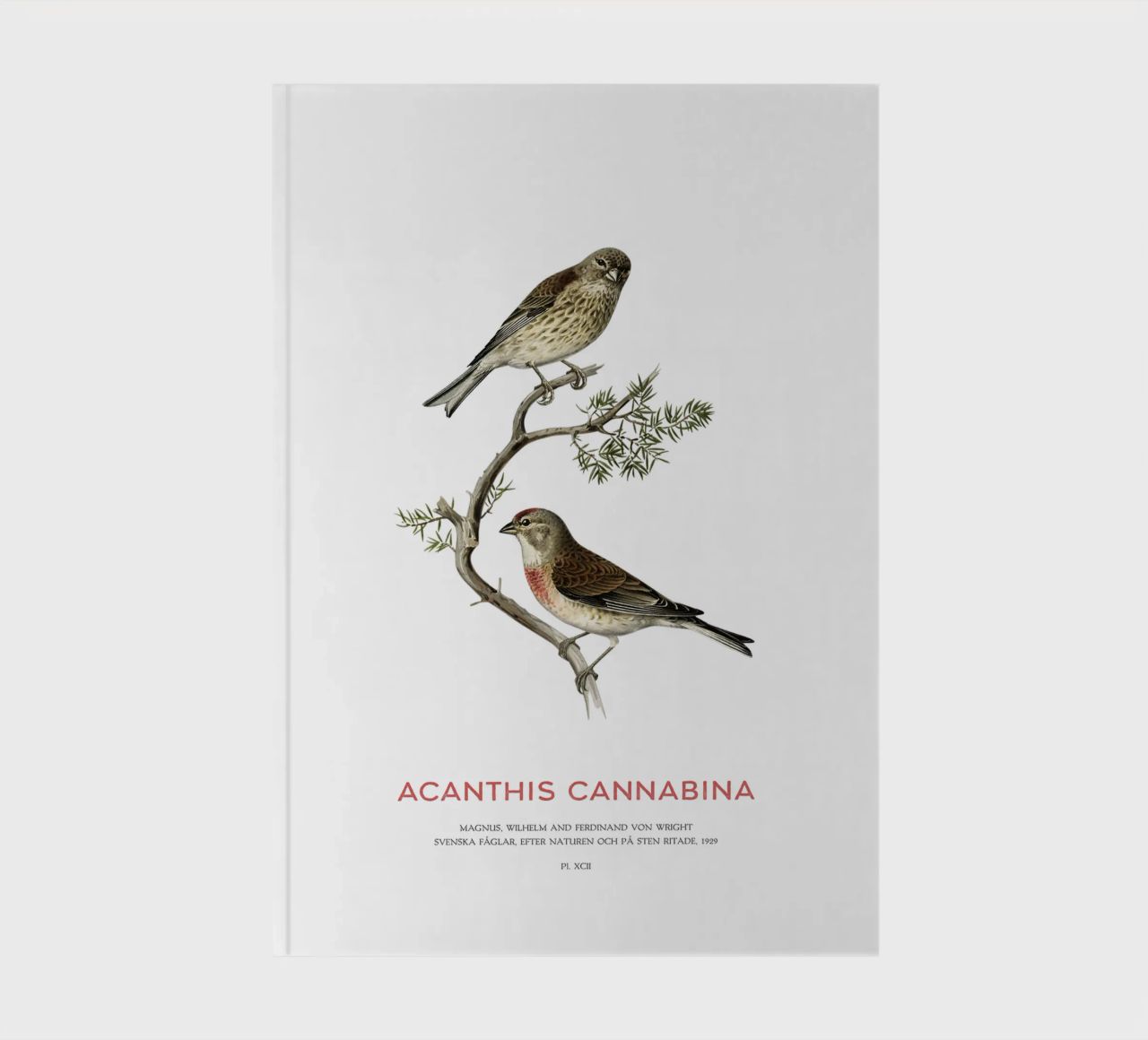Common linnet or Linaria cannabina notebook by Vintagrafica