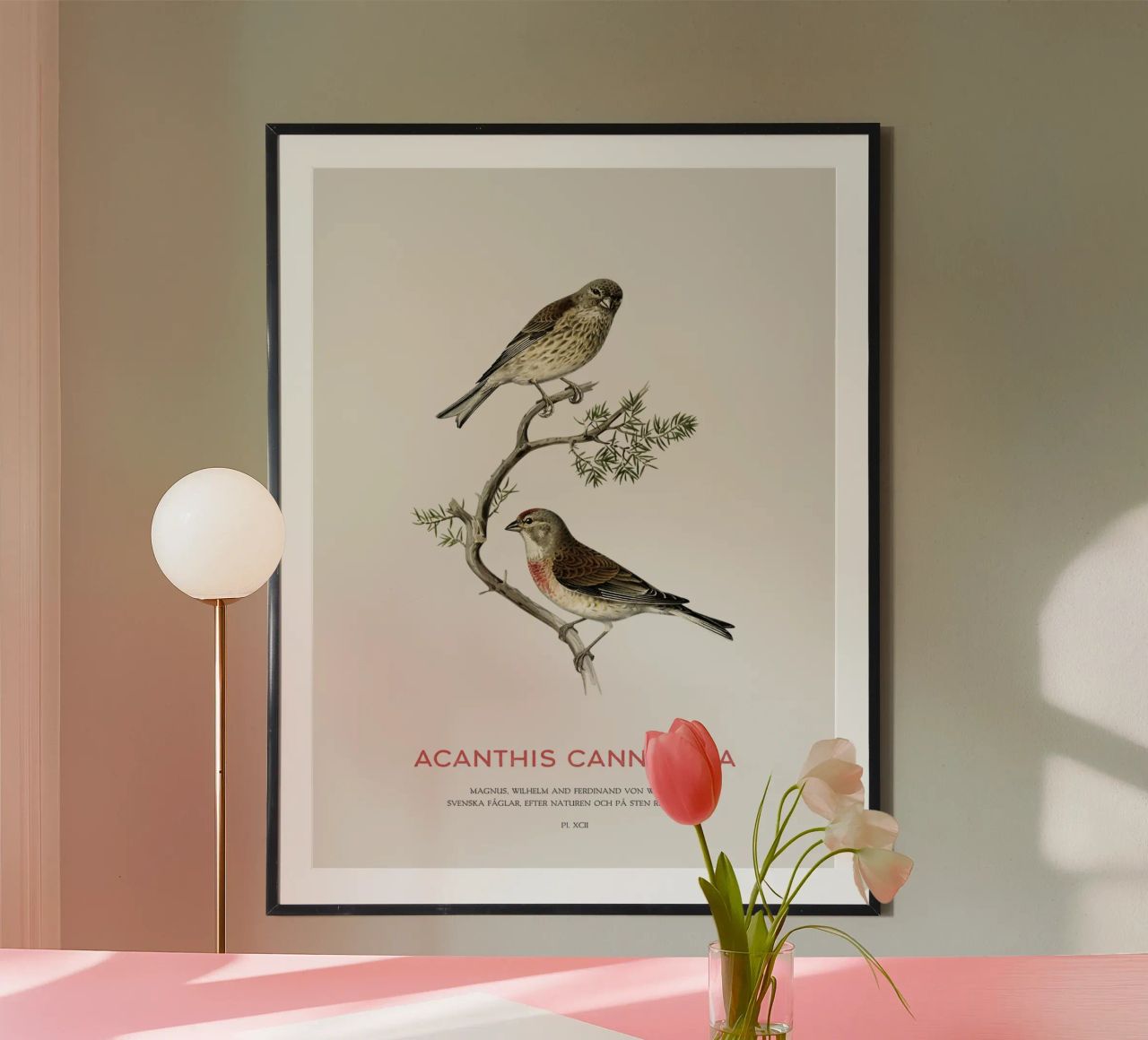 Common linnet or Linaria cannabina poster by Vintagrafica
