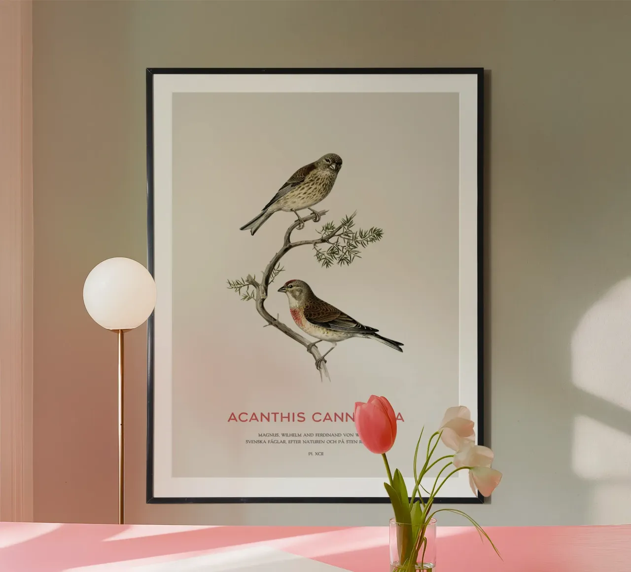 Common linnet or Linaria cannabina poster by Vintagrafica