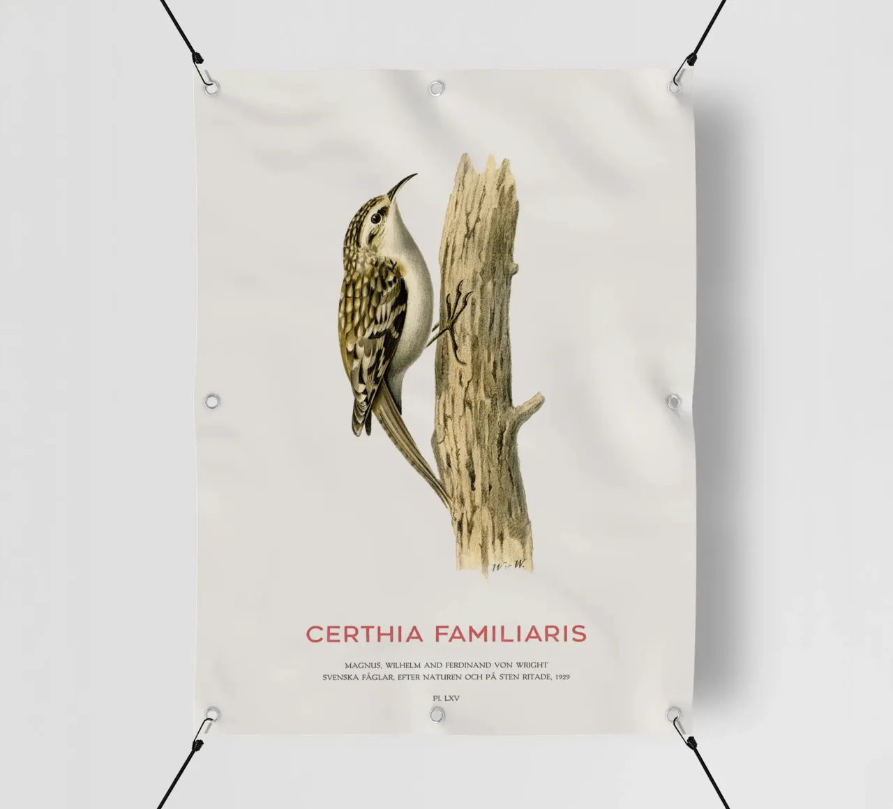 Baumläufer oder Certhia familiaris PVC Plane von Vintagrafica