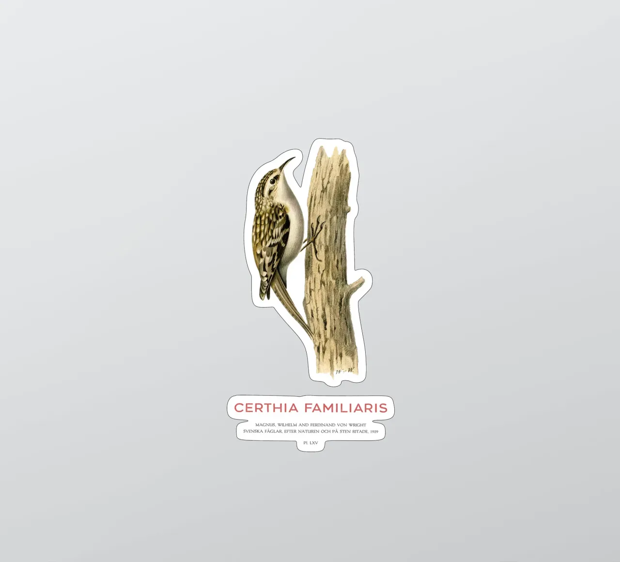 Baumläufer oder Certhia familiaris Sticker von Vintagrafica