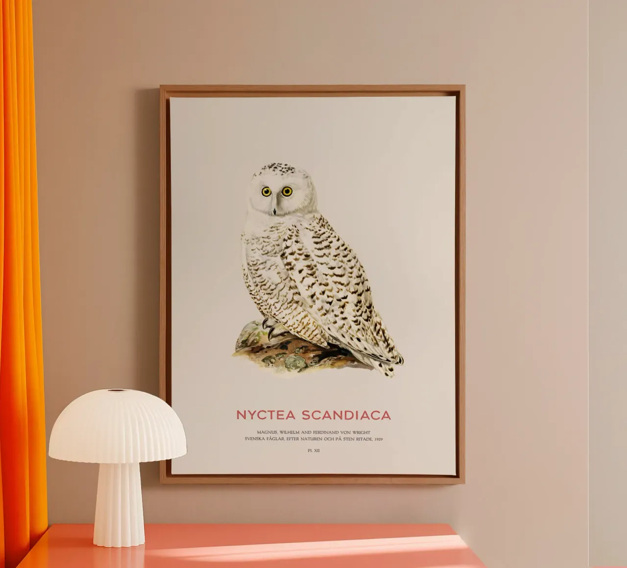 Schneeeule oder Nyctea scandiaca Leinwand von Vintagrafica