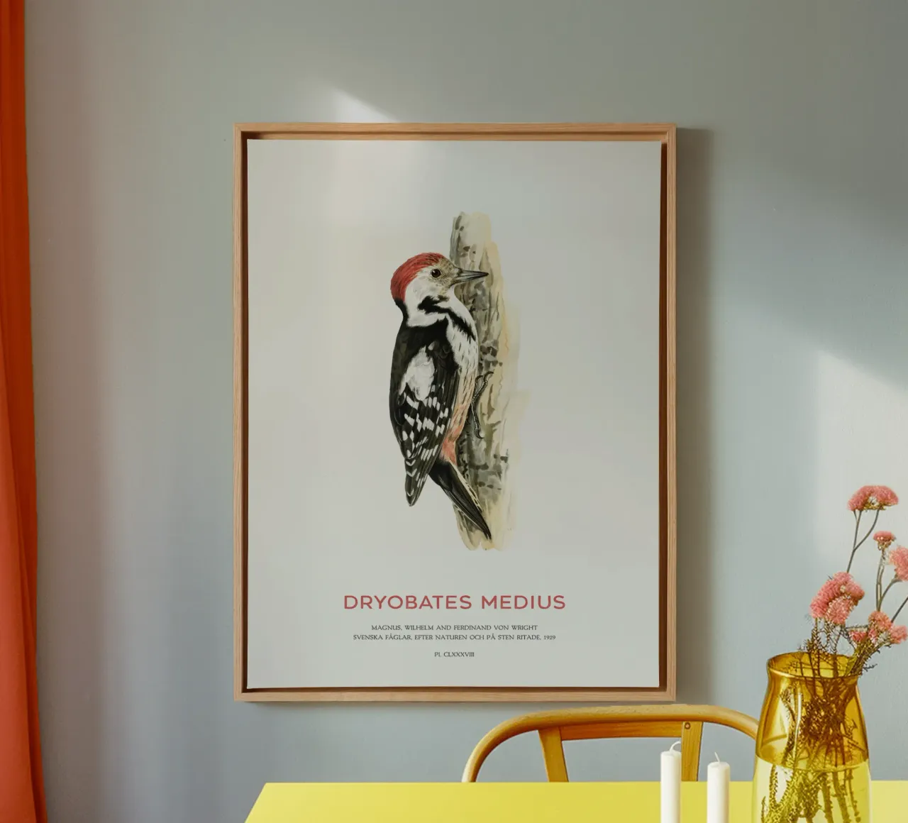 Mittelspecht oder Dryobates medius Leinwand mit Schattenfugenrahmen von Vintagrafica