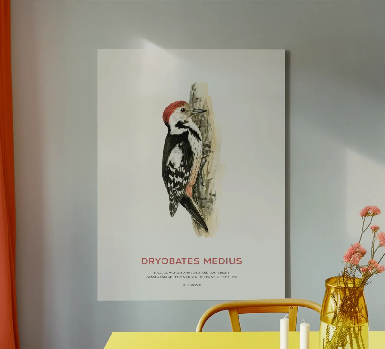 Mittelspecht oder Dryobates medius Leinwand mit Schattenfugenrahmen von Vintagrafica
