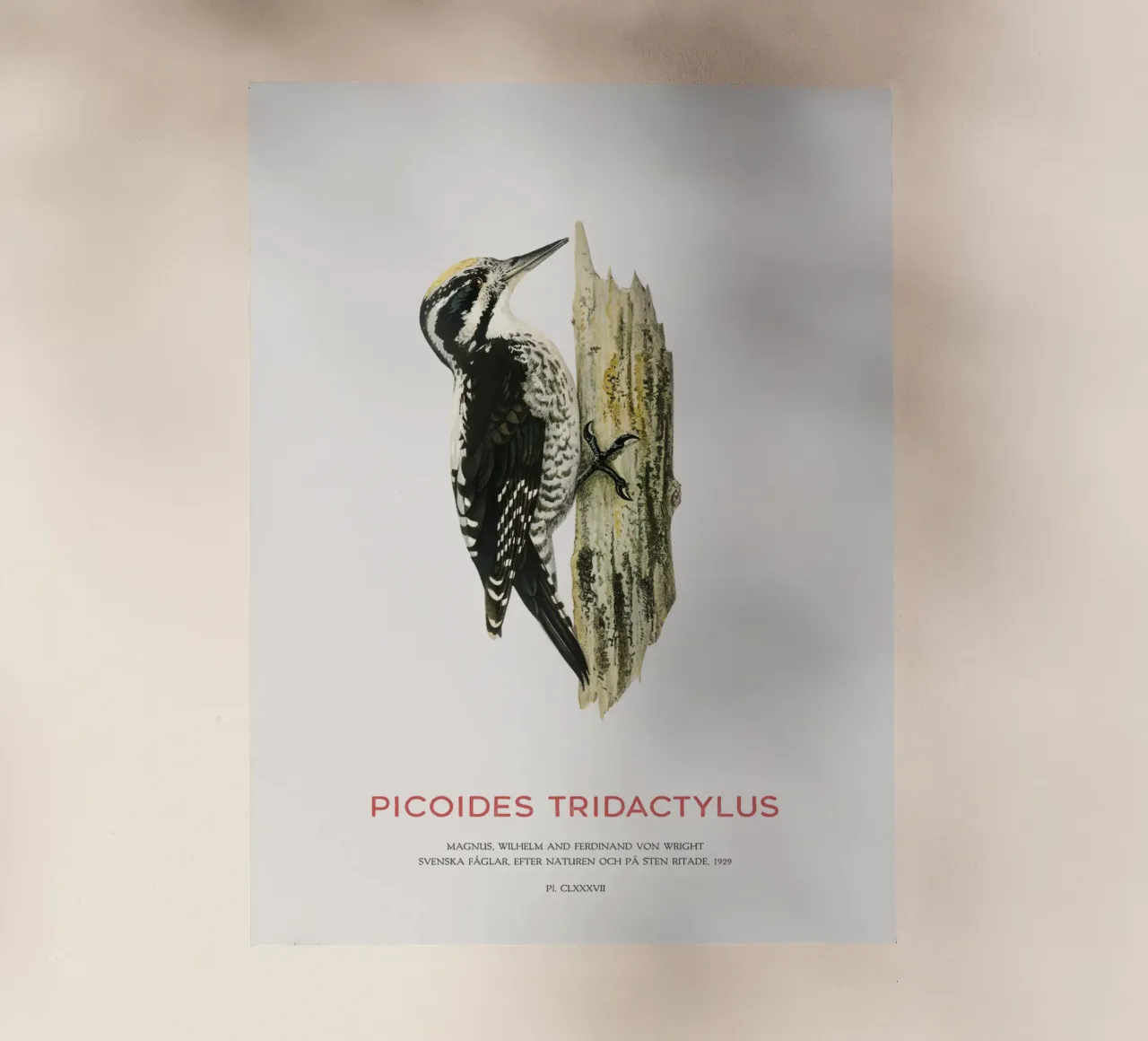 Pico tridáctilo o Picoides tridactylus lámina retroiluminada de Vintagrafica