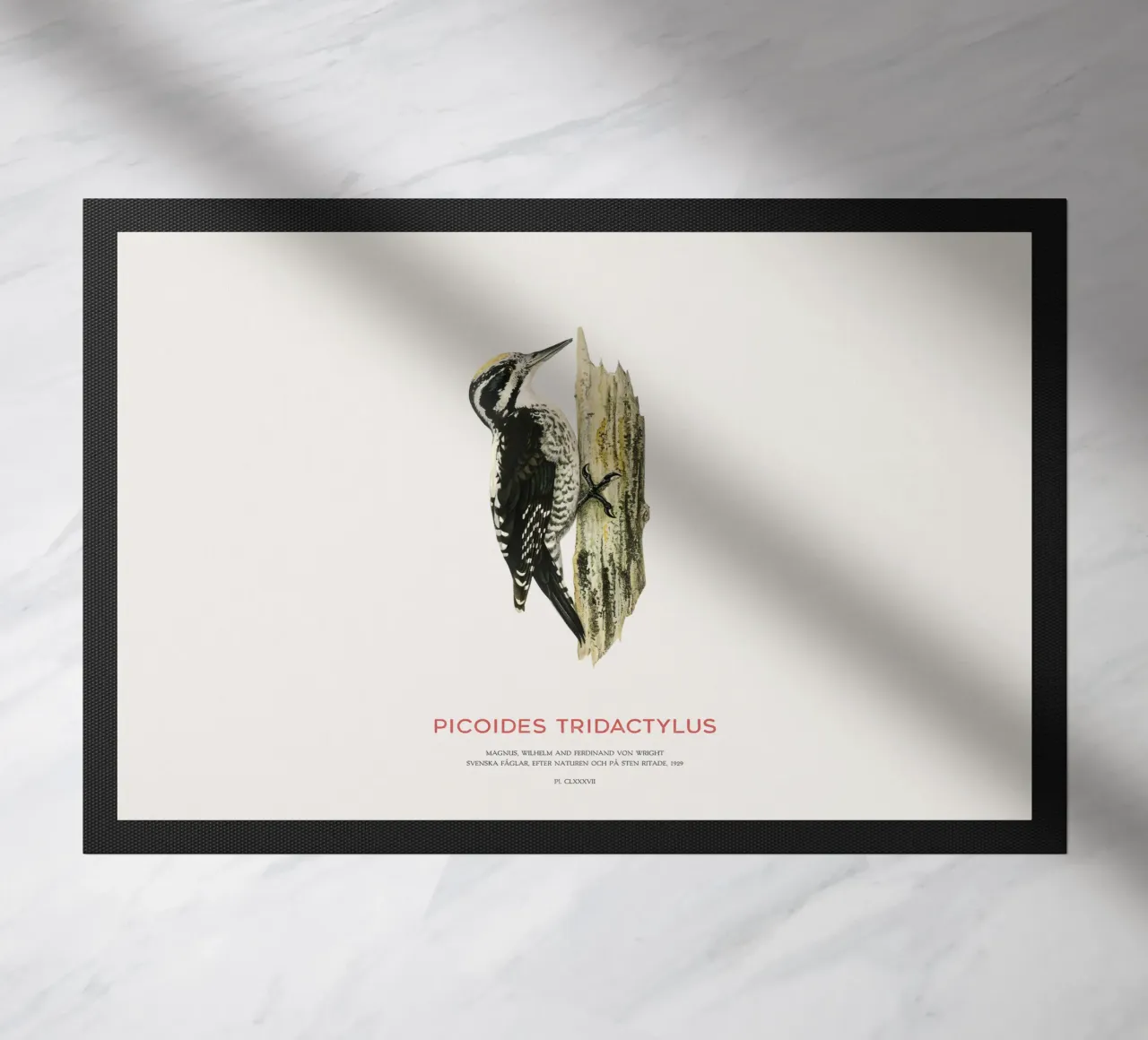 Pico tridáctilo o Picoides tridactylus felpudo de Vintagrafica