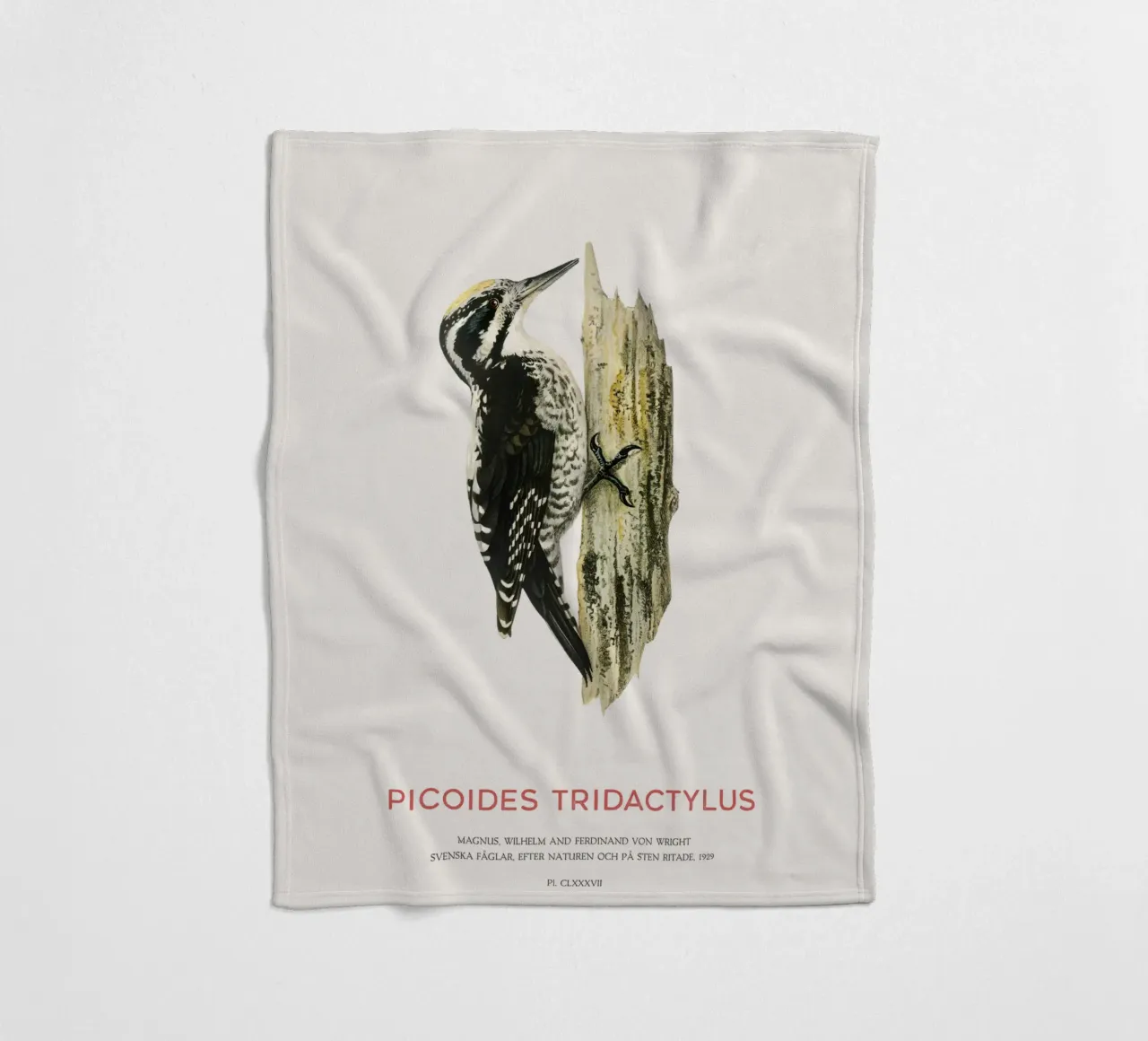 Picchio tridattilo eurasiatico o Picoides tridactylus coperta in pile da Vintagrafica
