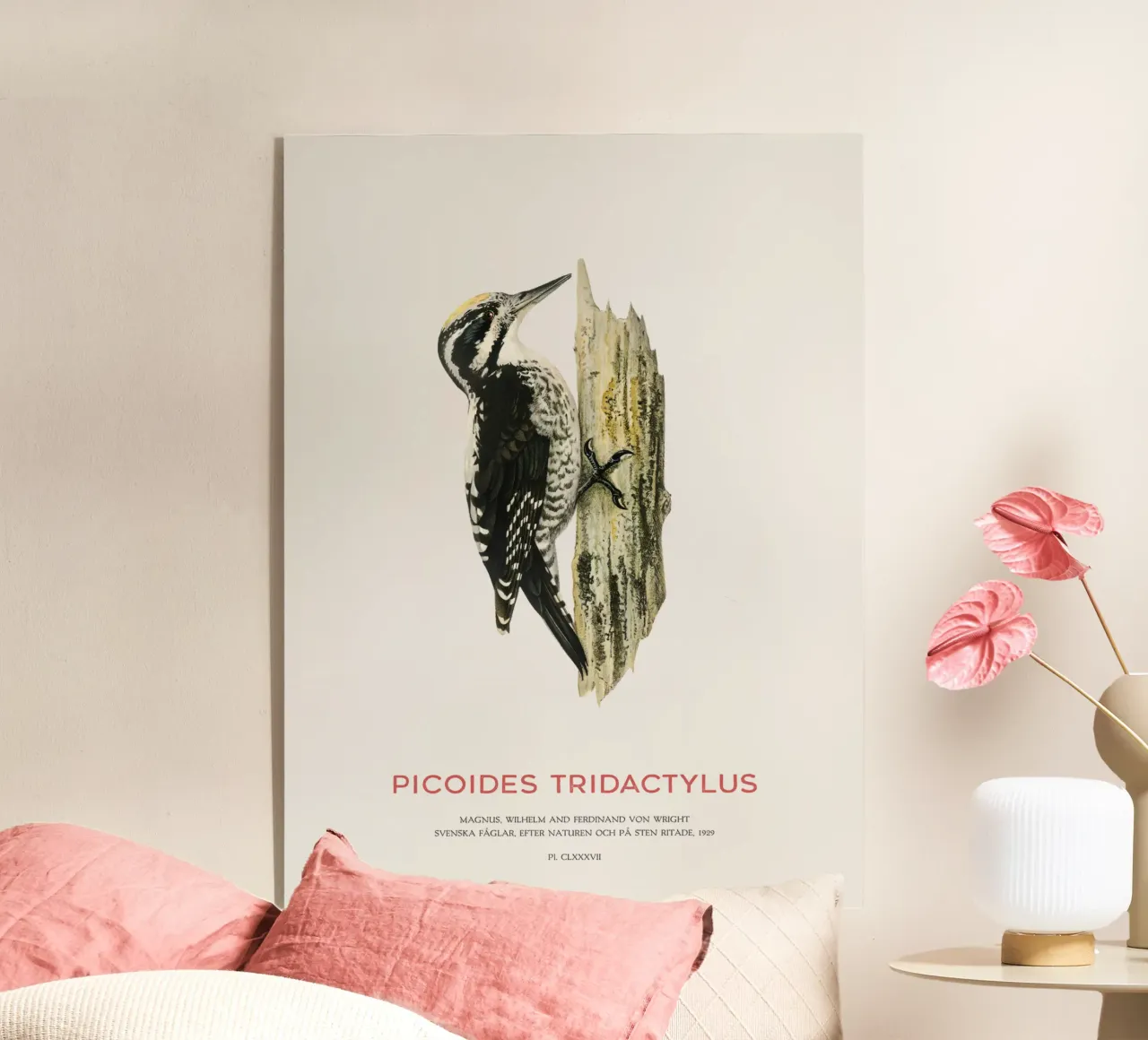 Pico tridáctilo o Picoides tridactylus metacrilato de Vintagrafica