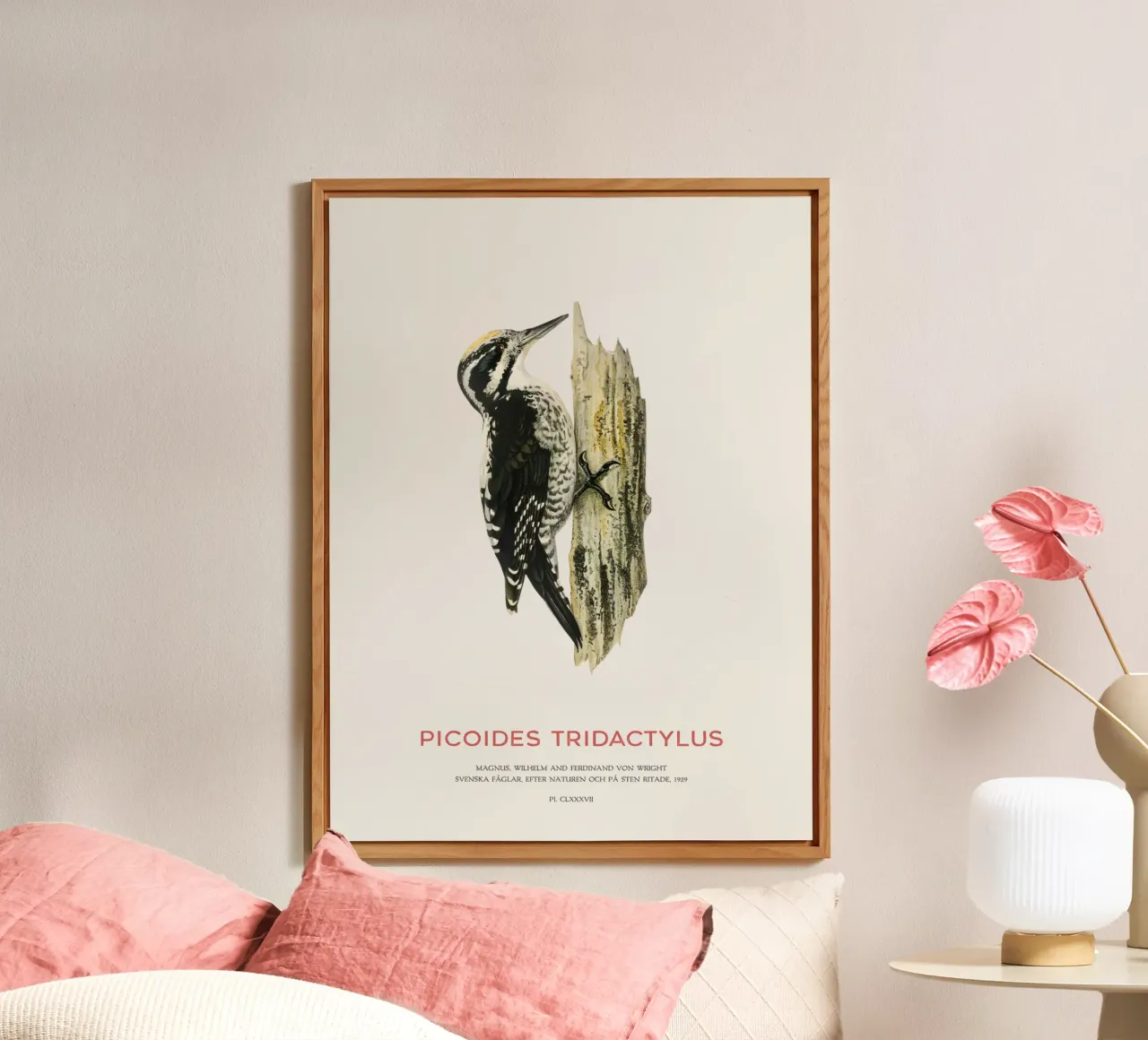 Pico tridáctilo o Picoides tridactylus aluminio dibond de Vintagrafica