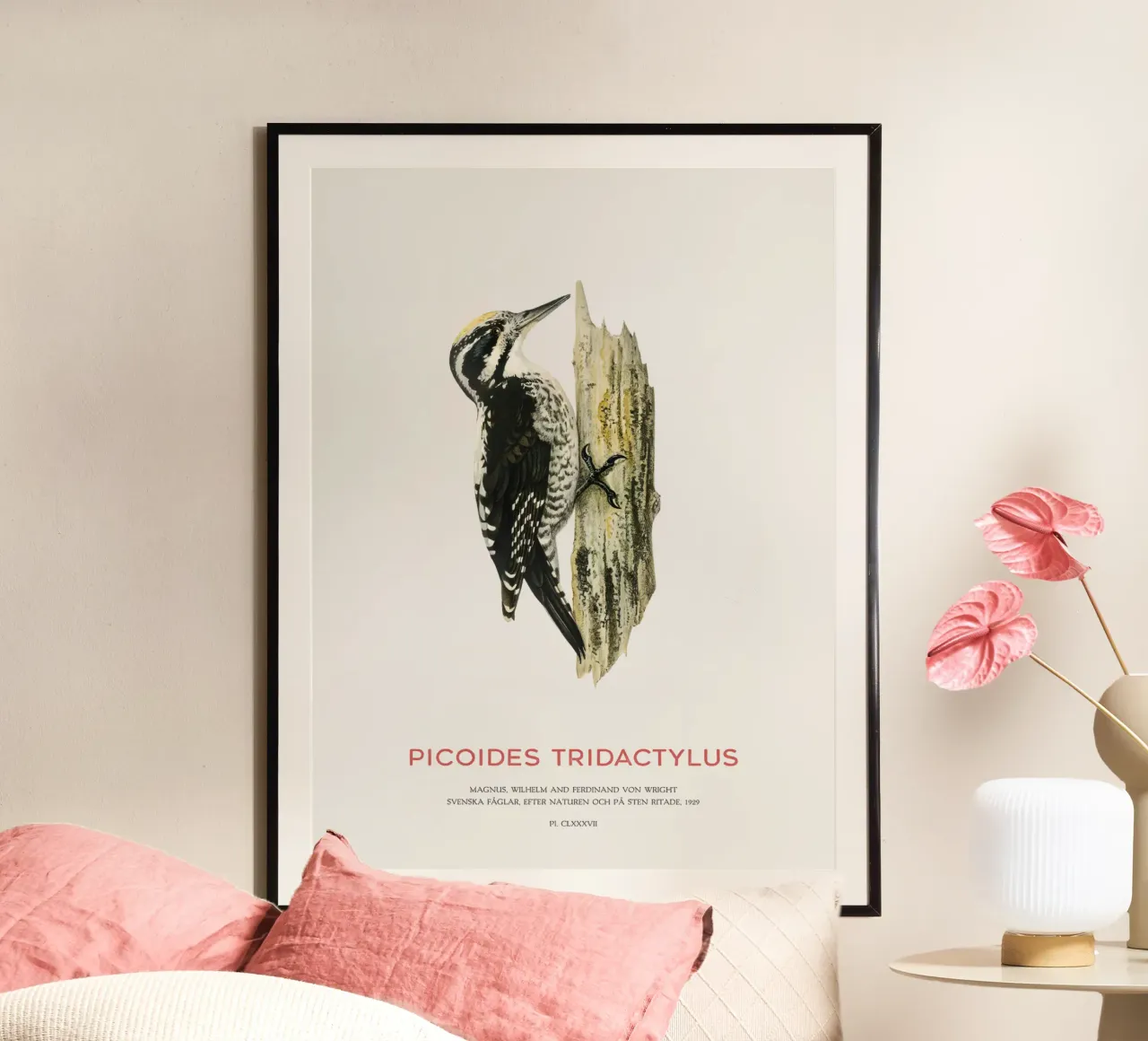 Pic tridactyle ou Picoides tridactylus poster avec cadre en aluminium de Vintagrafica
