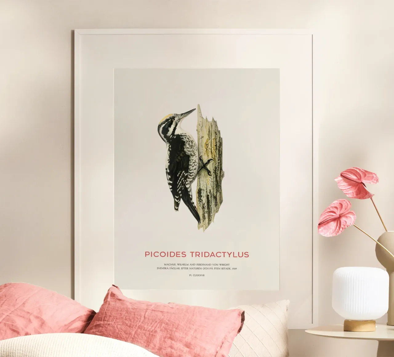 Pic tridactyle ou Picoides tridactylus poster avec cadre en aluminium de Vintagrafica