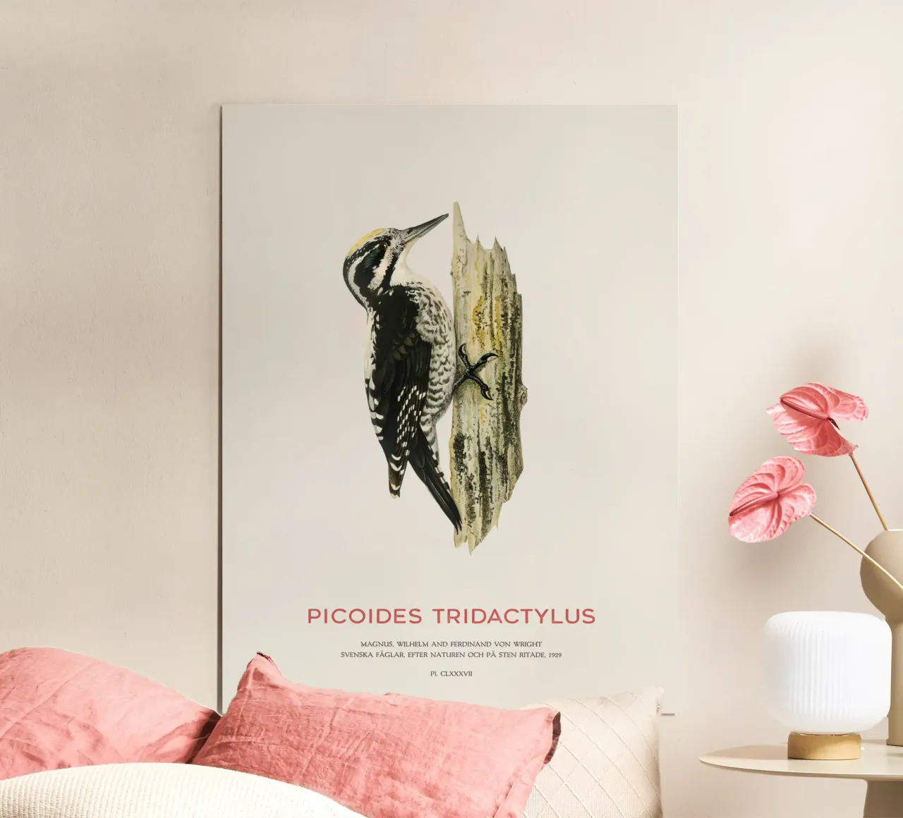 Pic tridactyle ou Picoides tridactylus poster avec cadre en aluminium de Vintagrafica