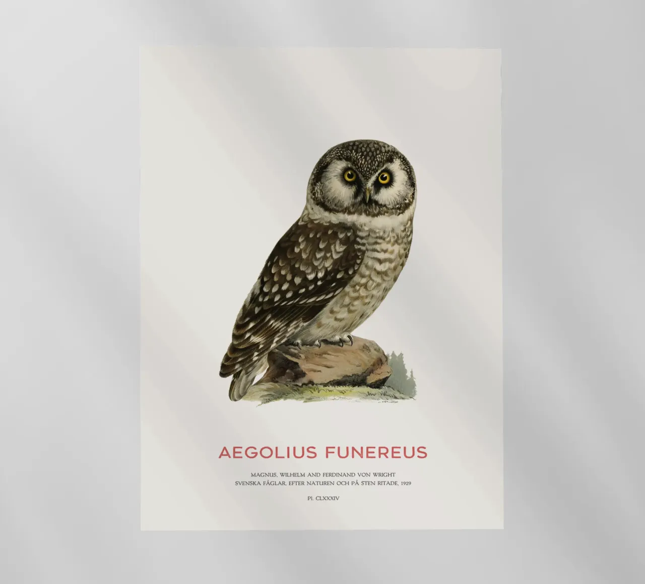 Gufo boreale o Aegolius funereus pellicola backlit da Vintagrafica