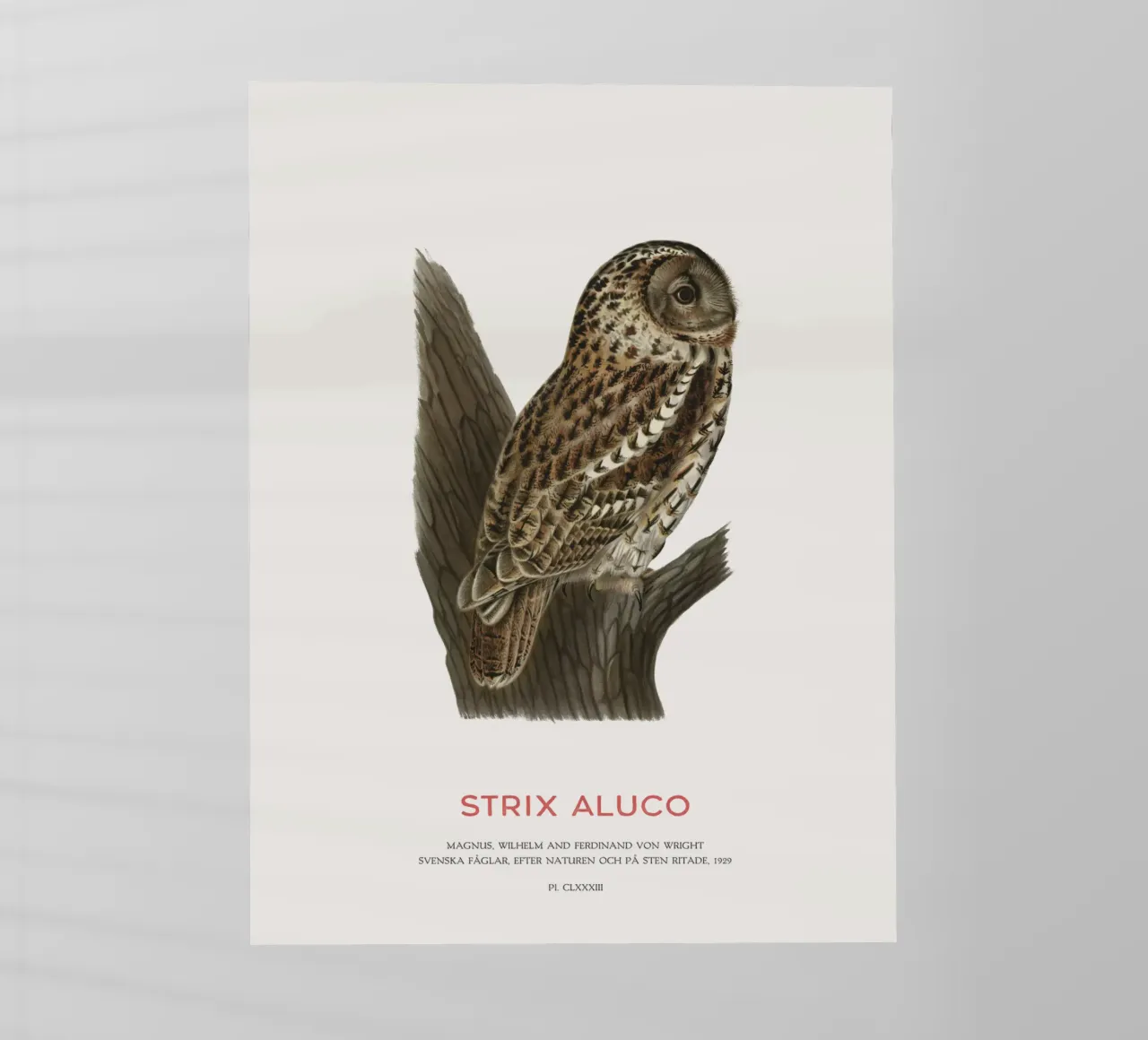 Allocco o Strix aluco pellicola backlit da Vintagrafica