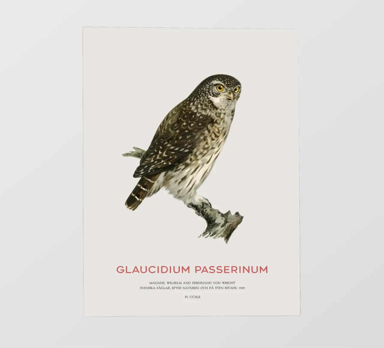 Sperlingskauz oder Glaucidium passerinum (Sperlingskauz) Backlit Folie von Vintagrafica