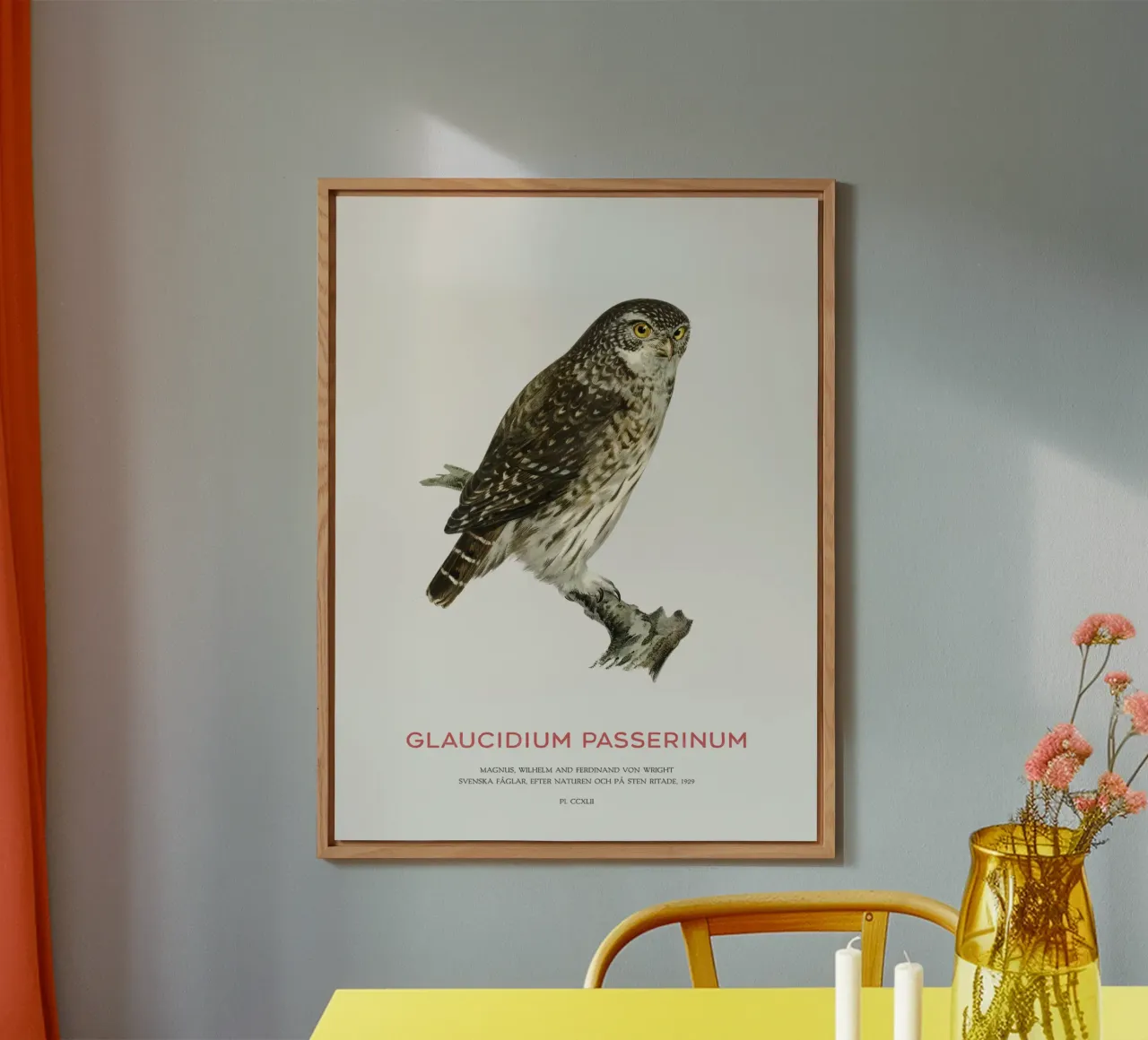 Eurasian pygmy owl or Glaucidium passerinum forex plate by Vintagrafica