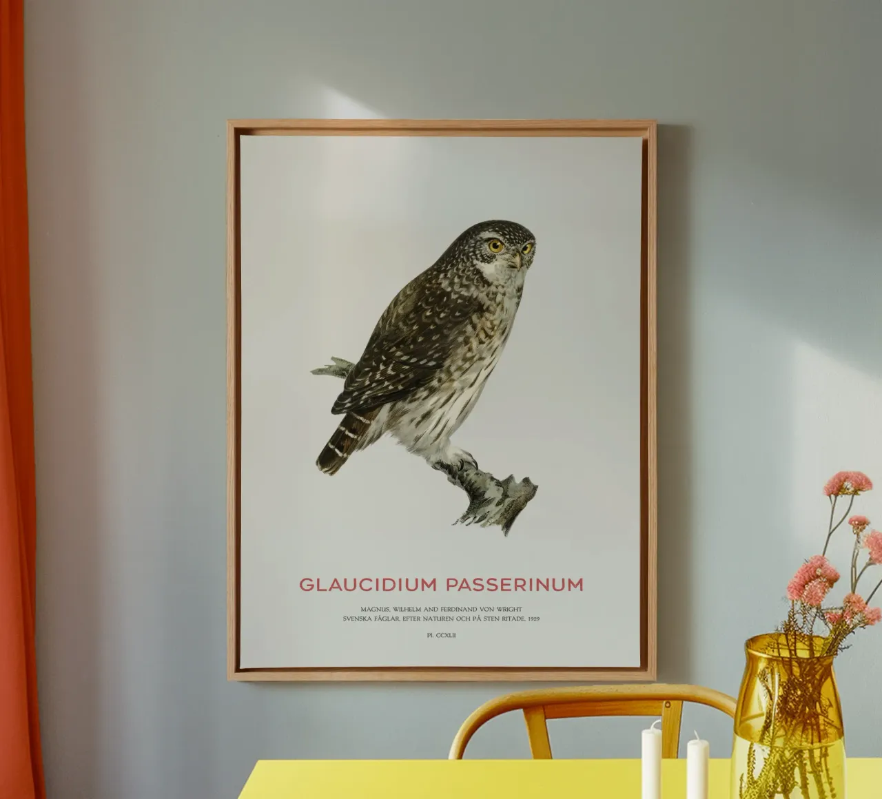 Eurasian pygmy owl or Glaucidium passerinum canvas by Vintagrafica
