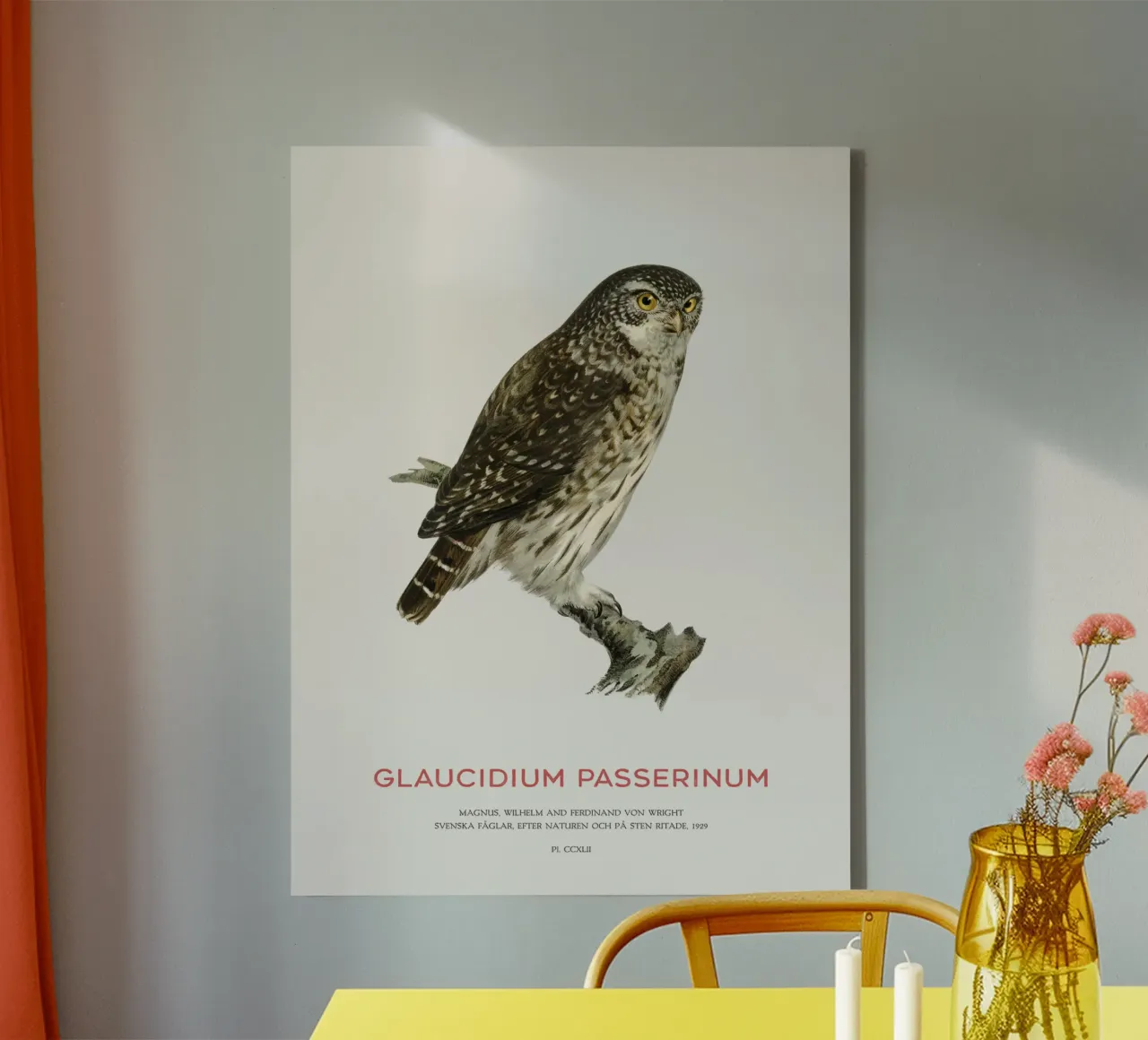 Eurasian pygmy owl or Glaucidium passerinum canvas by Vintagrafica