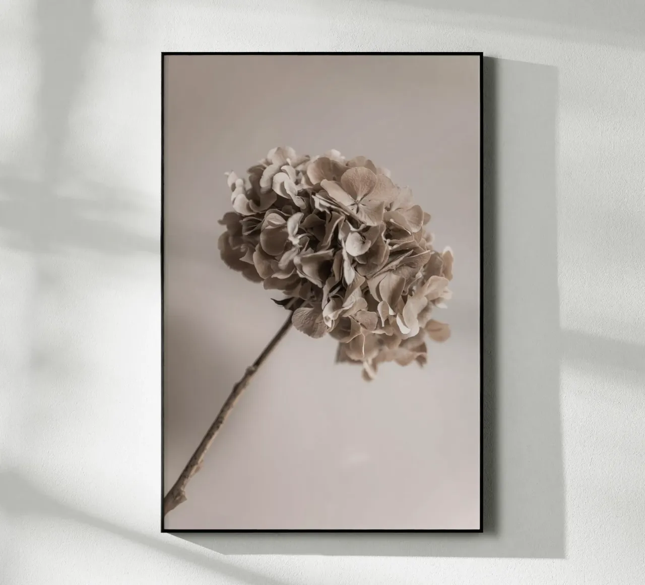 Hydrangea 5 plexiglass da Mareike Böhmer Photography