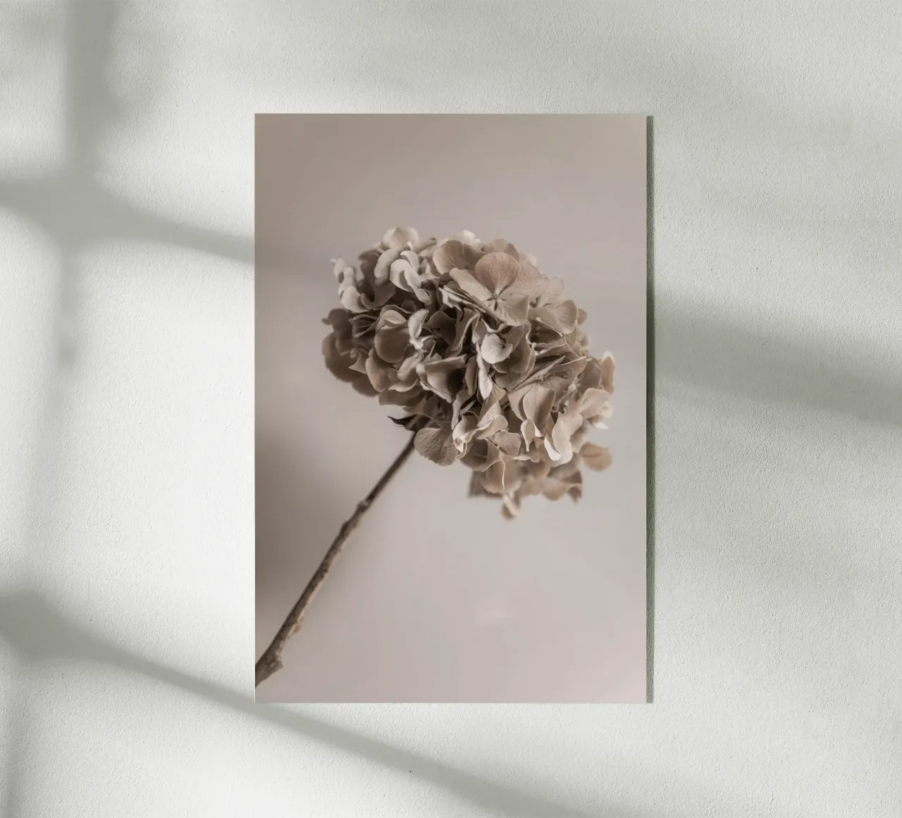 Hydrangea 5 plexiglass da Mareike Böhmer Photography