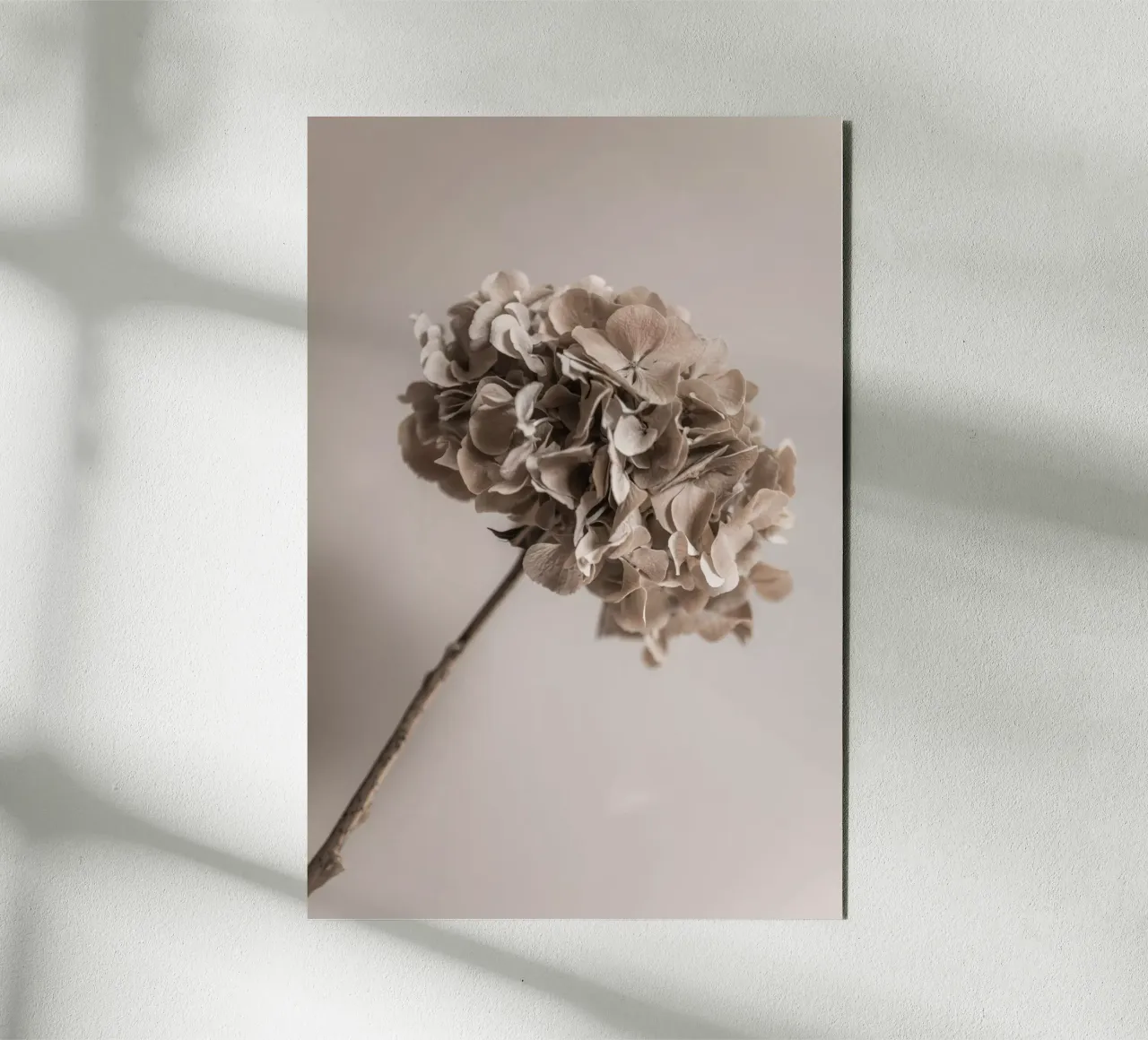 Hydrangea 5 pannello forex da Mareike Böhmer Photography