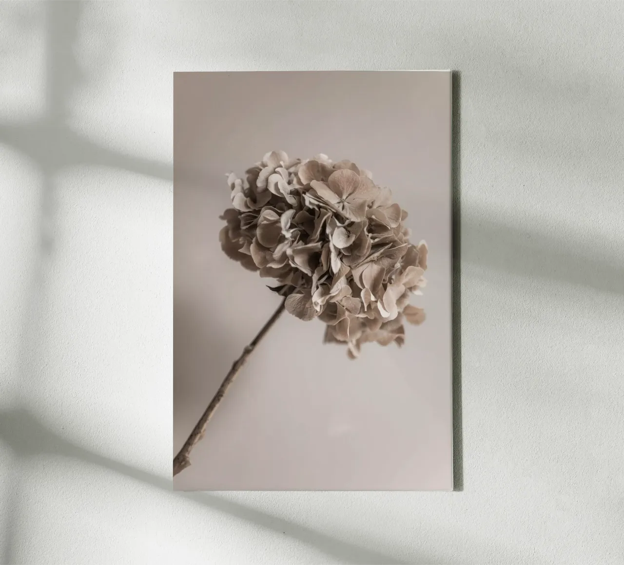 Hydrangea 5 tela con Cornice a cassetta da Mareike Böhmer Photography