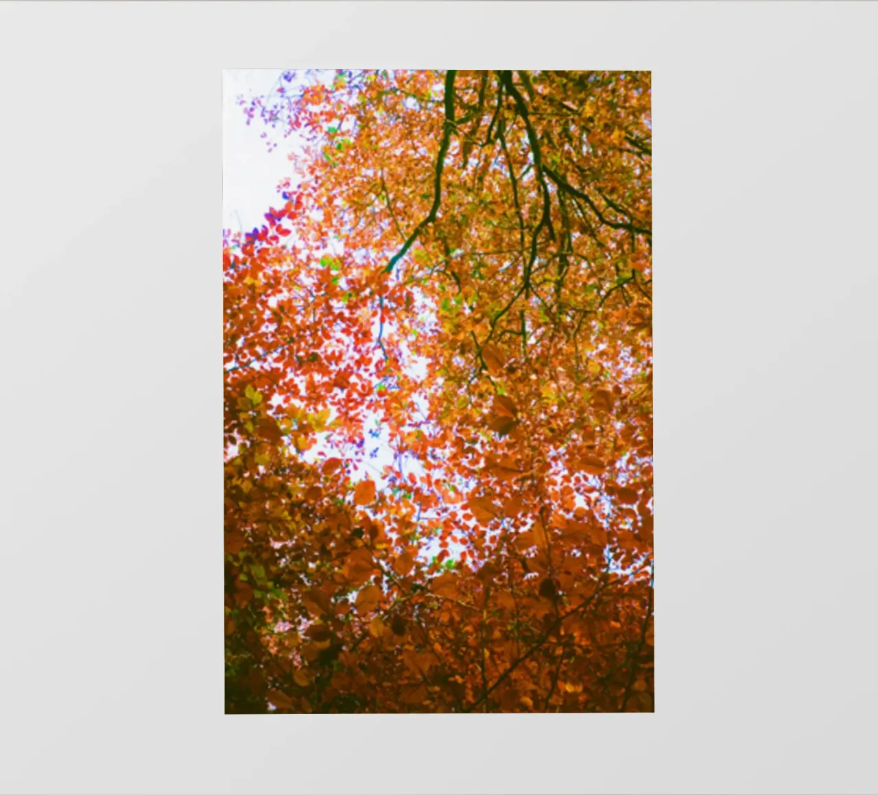 Foglie d'autunno pellicola backlit da Kerry Gerdes Photography