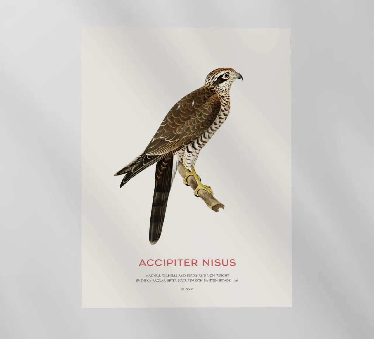 Eurasian sparrowhawk or Accipiter nisus backlit film by Vintagrafica